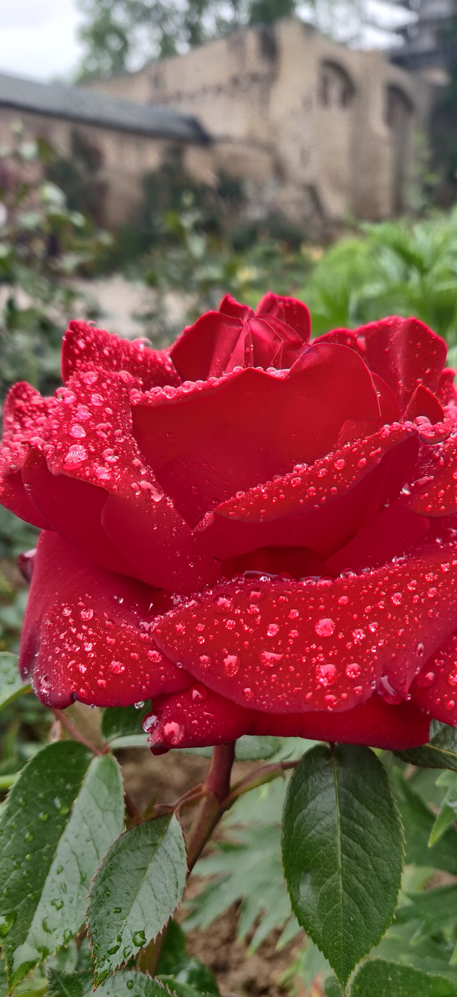 OnePlus 6T sample photo. Rose, flower, red photography