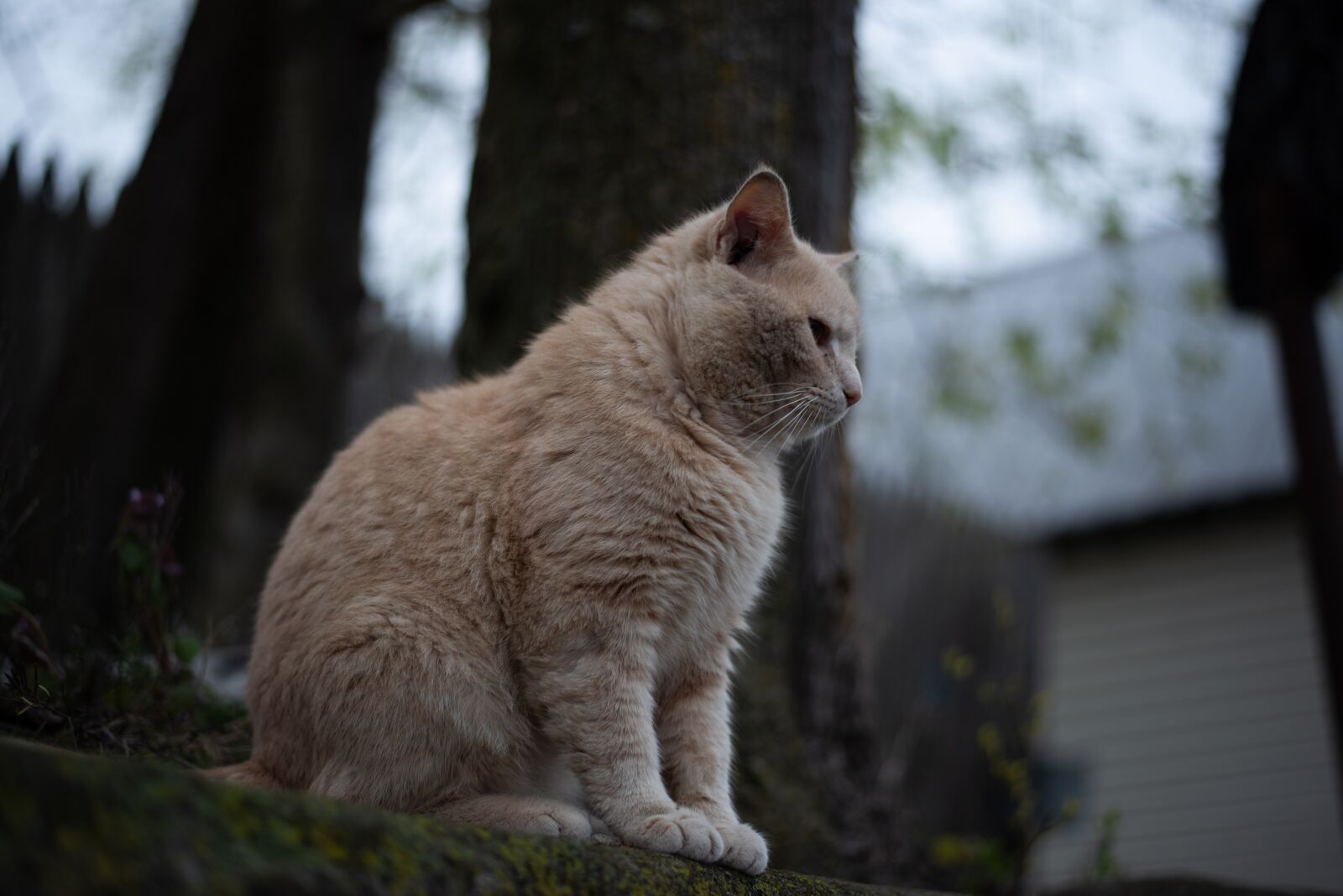 Nikon D810 sample photo. Cat, kitty, tabby photography