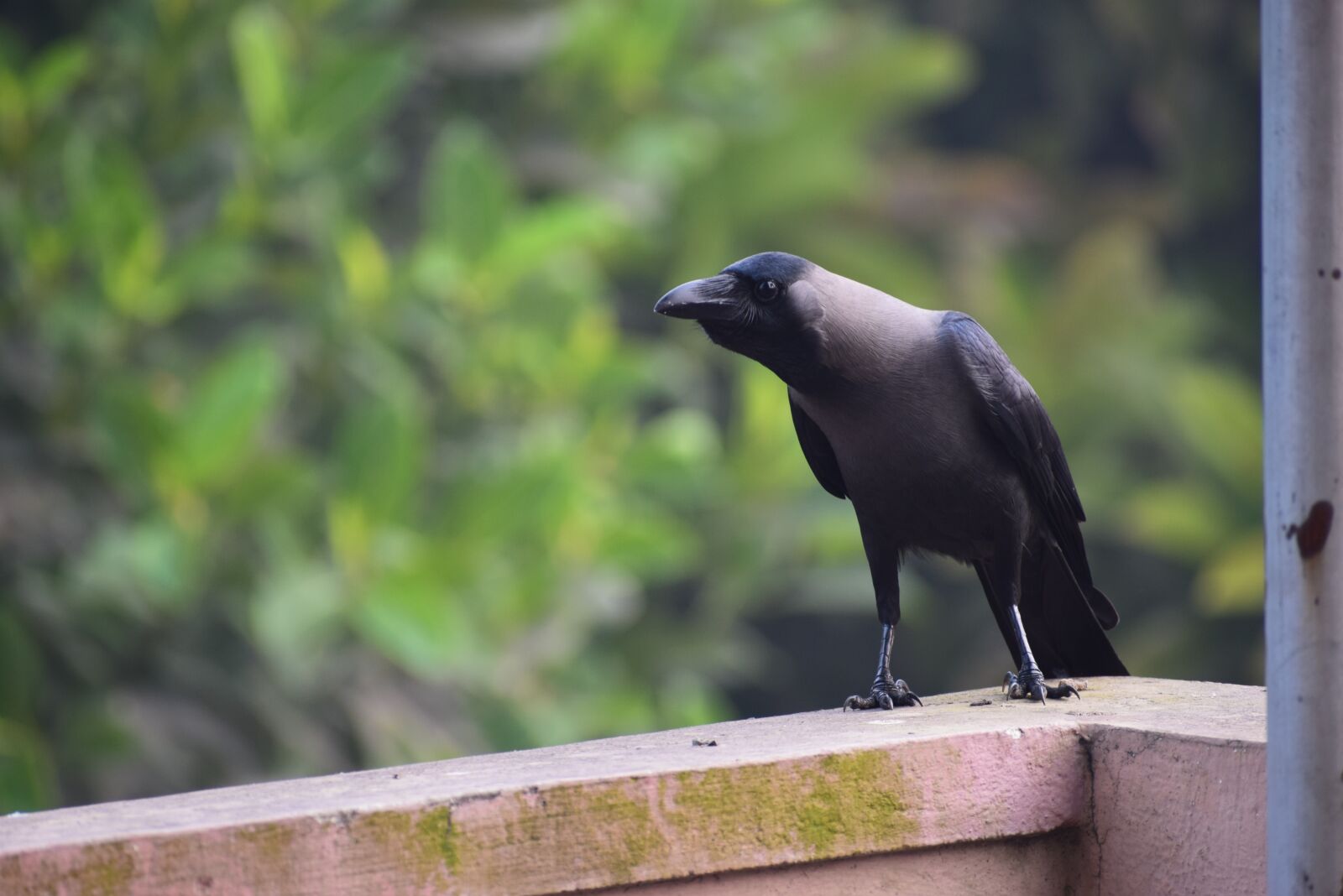 Nikon D5300 sample photo. Crow, black, nature photography