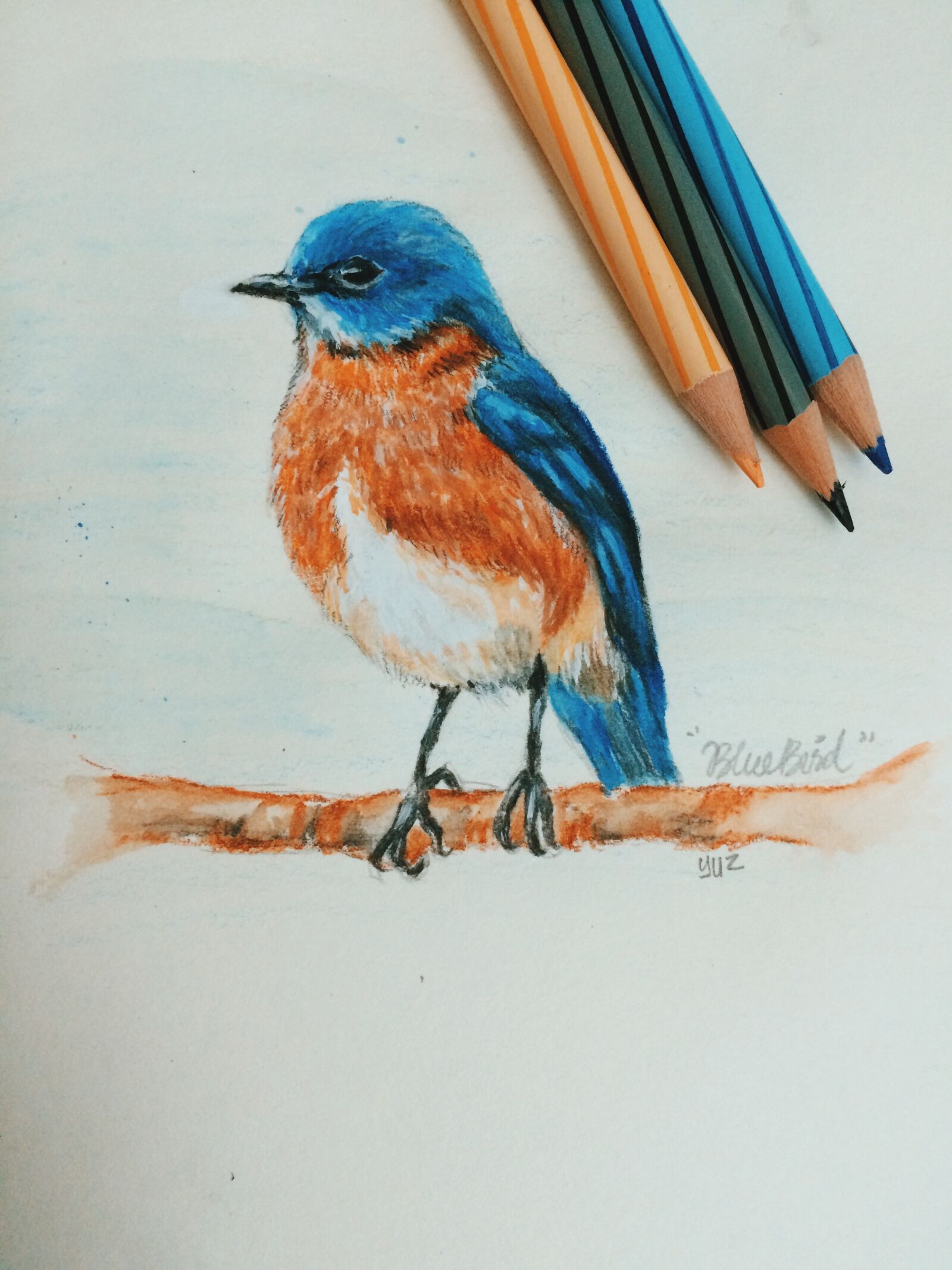iPhone 5s back camera 4.15mm f/2.2 sample photo. Bird, blue, color, drawing photography