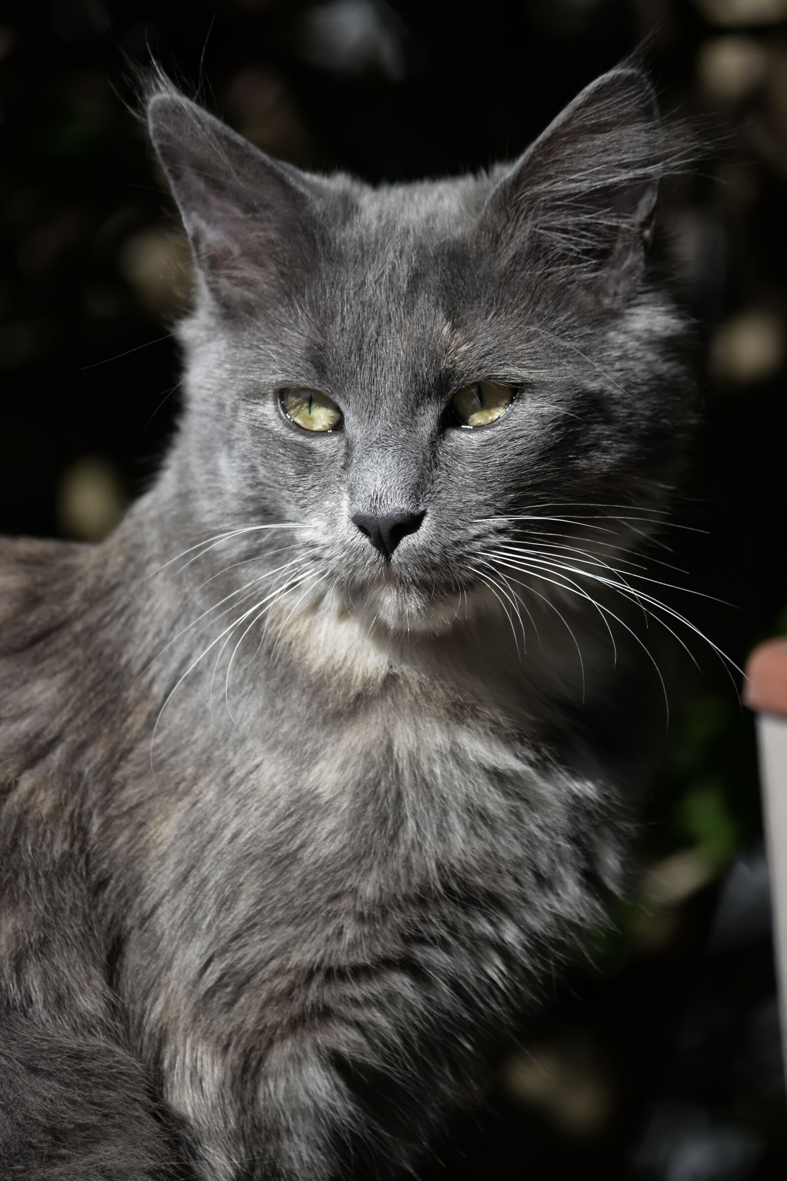 Nikon D5200 sample photo. Kathy, cat, maine coon photography