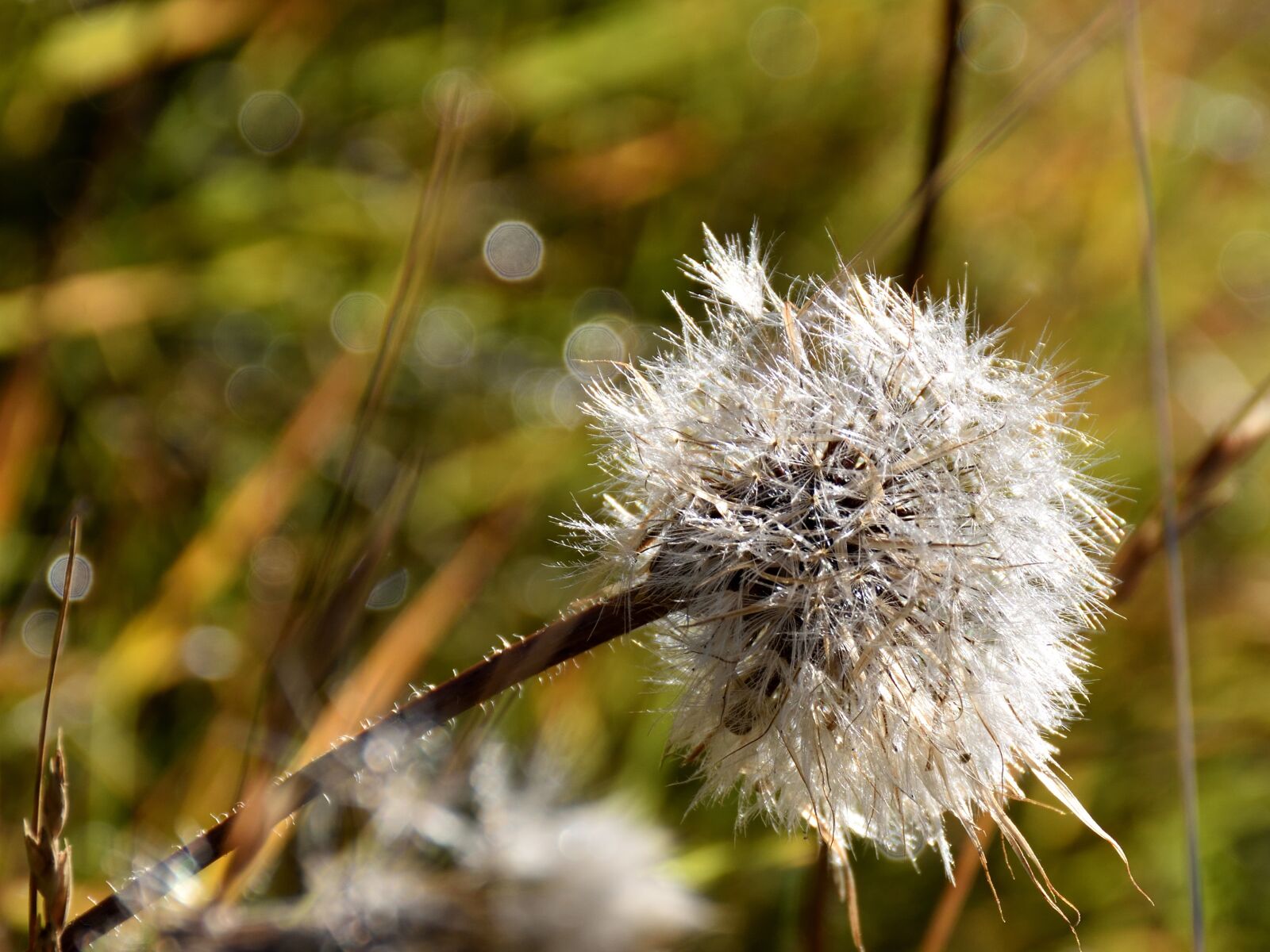 Nikon D5500 sample photo. Thistle, wild flower, nature photography