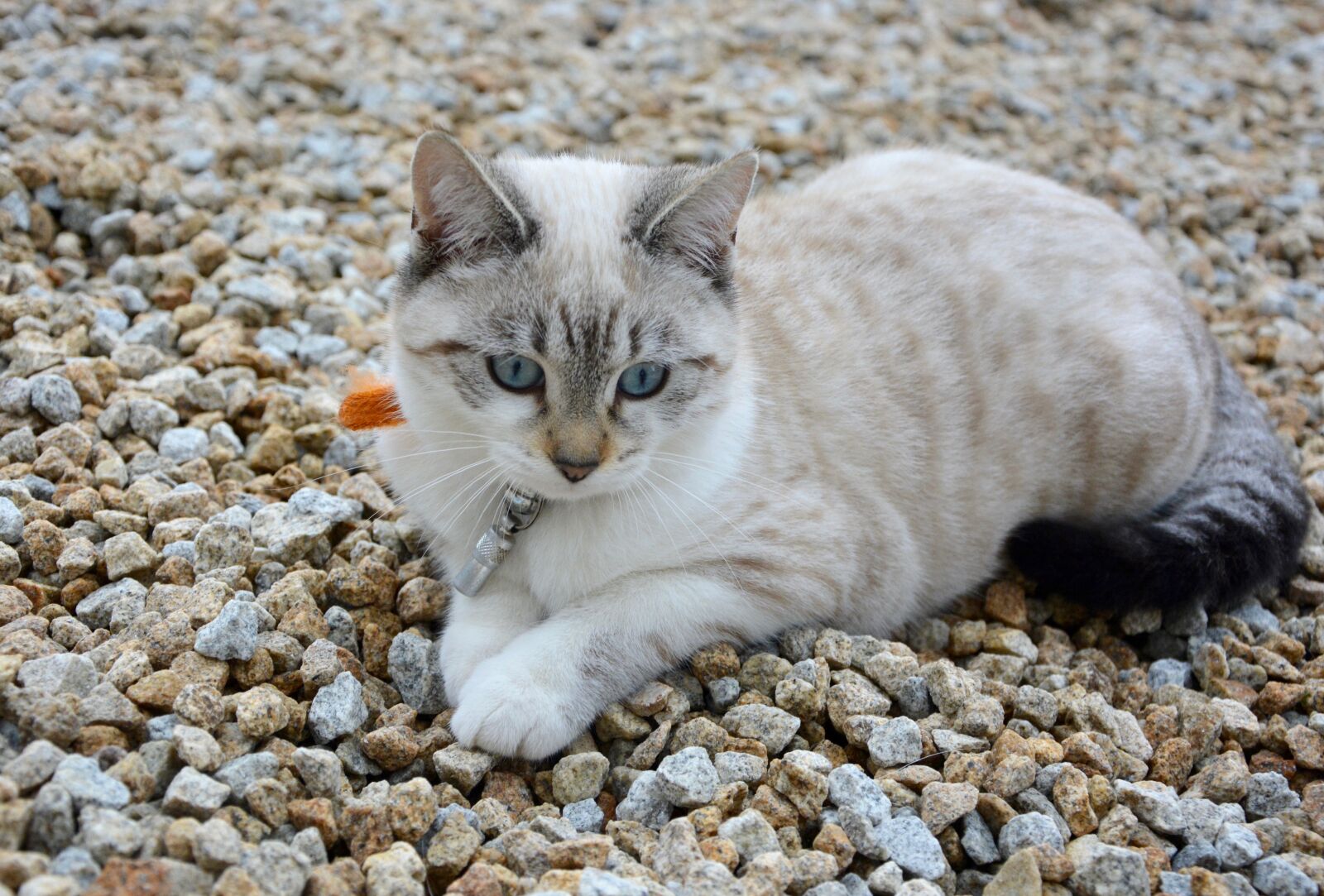 Nikon D5200 sample photo. Cat, kitten, sunset photography
