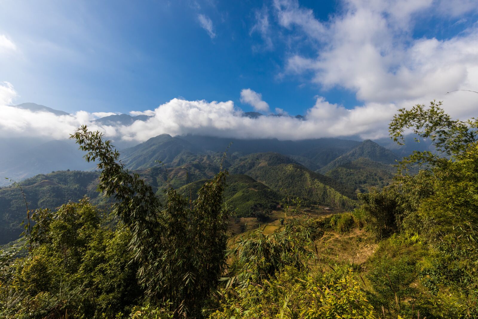 Canon EF 16-35mm F4L IS USM sample photo. Nature, landscape, tree photography