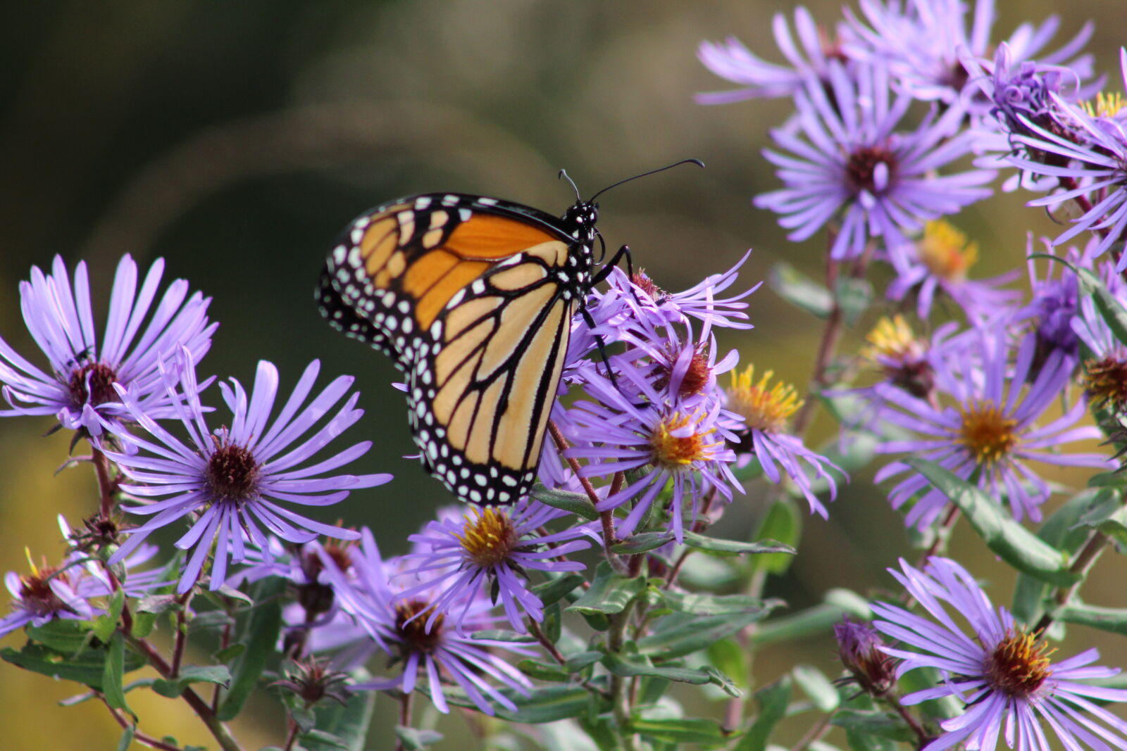 Canon EF 75-300mm f/4-5.6 sample photo. Butterfly, butterfly, on, a photography