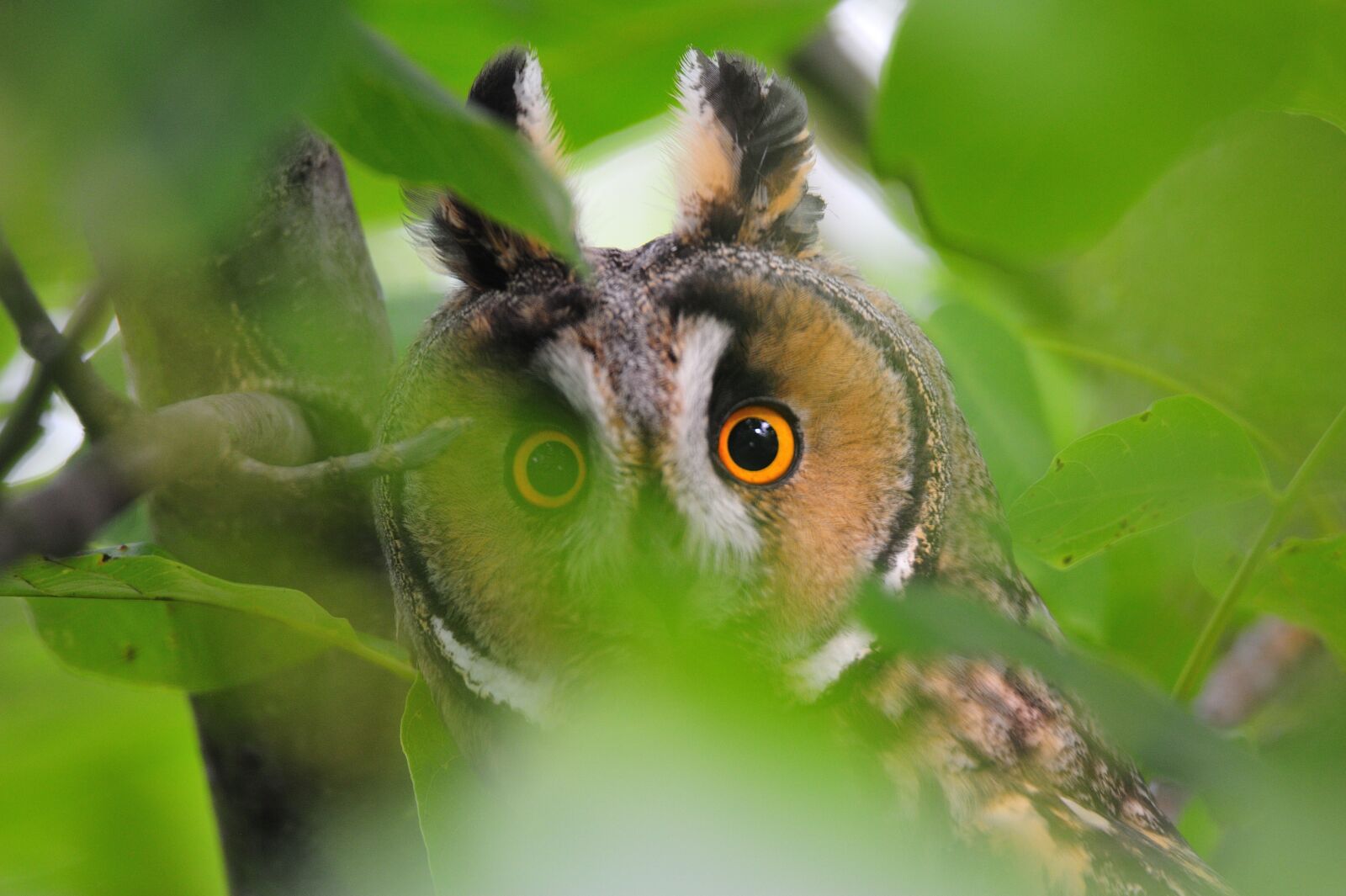 Nikon D700 sample photo. Animal world, nature, animal photography