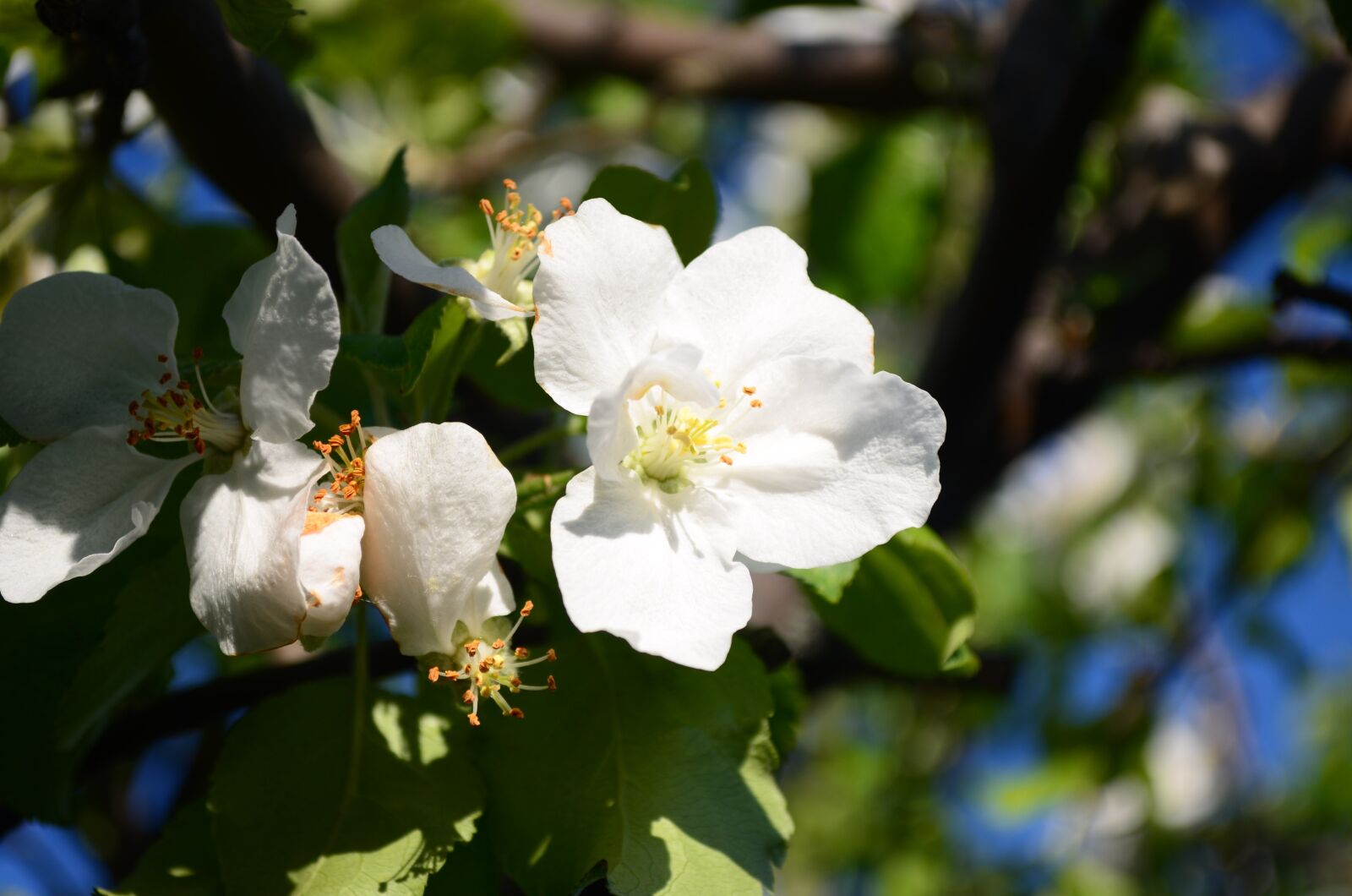 Nikon D5100 sample photo. Apple tree, blooms, branch photography