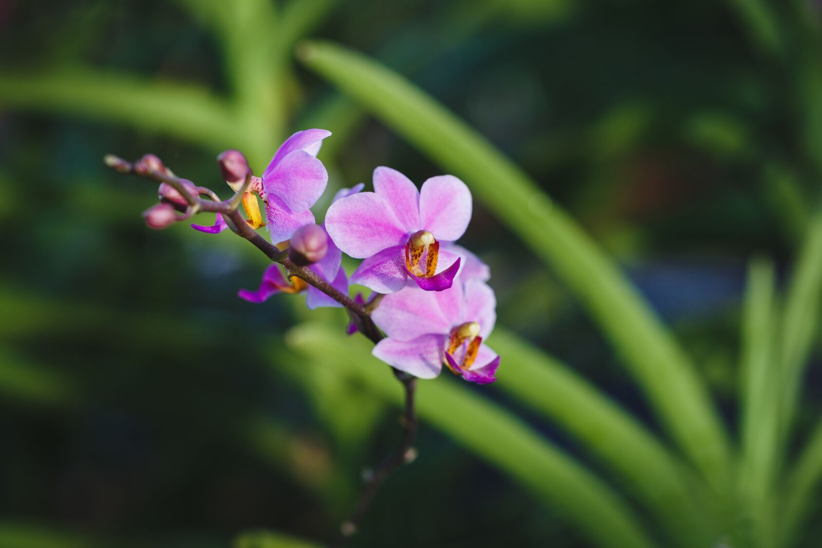 Canon EF 100mm F2.8L Macro IS USM sample photo. Natural, pure, fresh photography