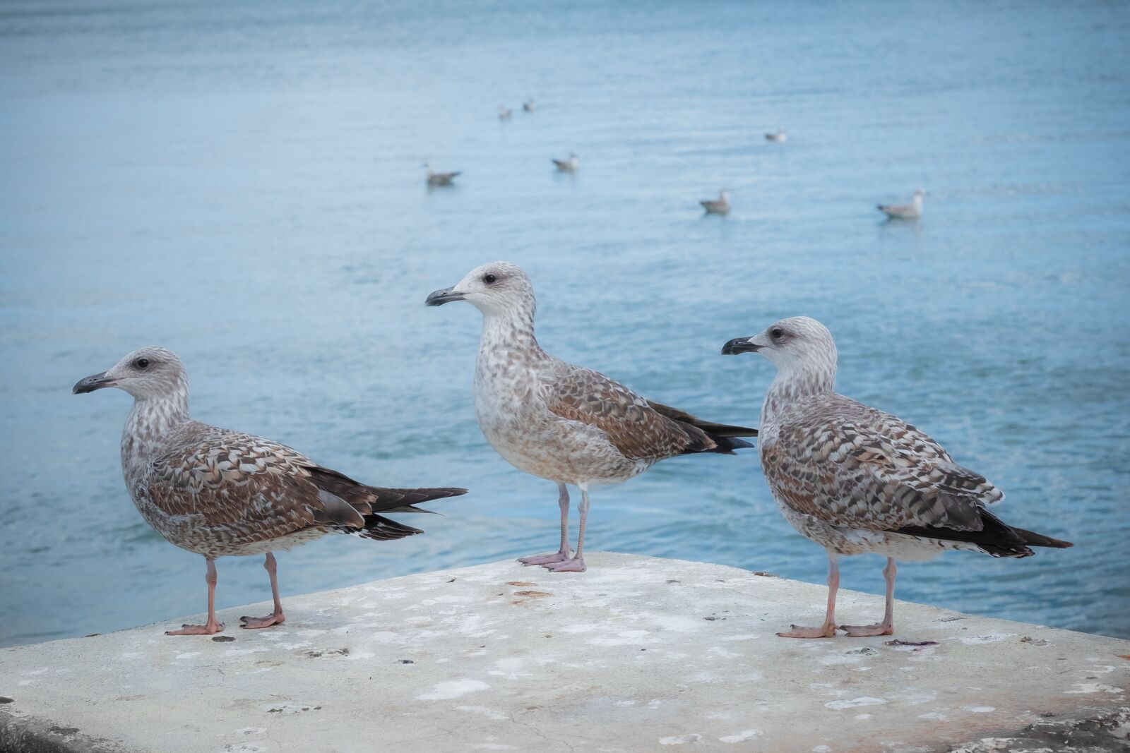 Fujifilm X-T2 + Fujifilm XF 56mm F1.2 R sample photo. Gulls, bird, three photography