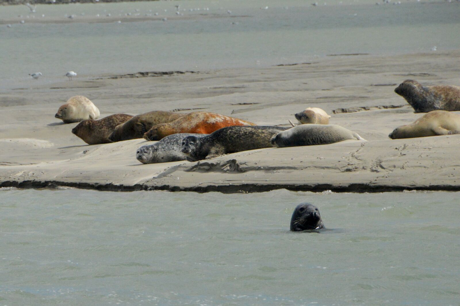 Nikon D3200 sample photo. Sea, beach, berck photography