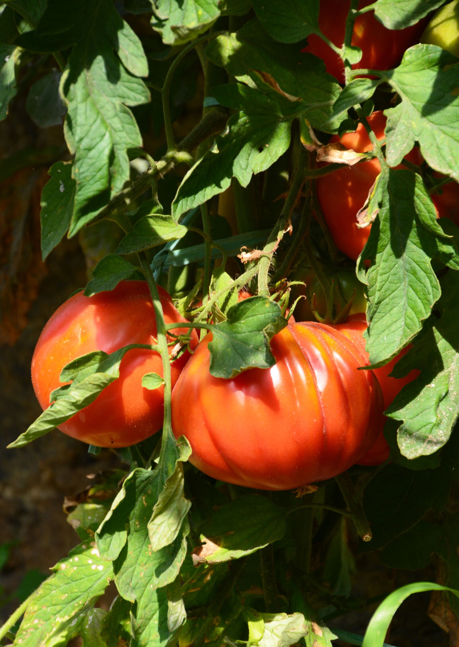 Nikon D5200 sample photo. Tomato plant, red green photography