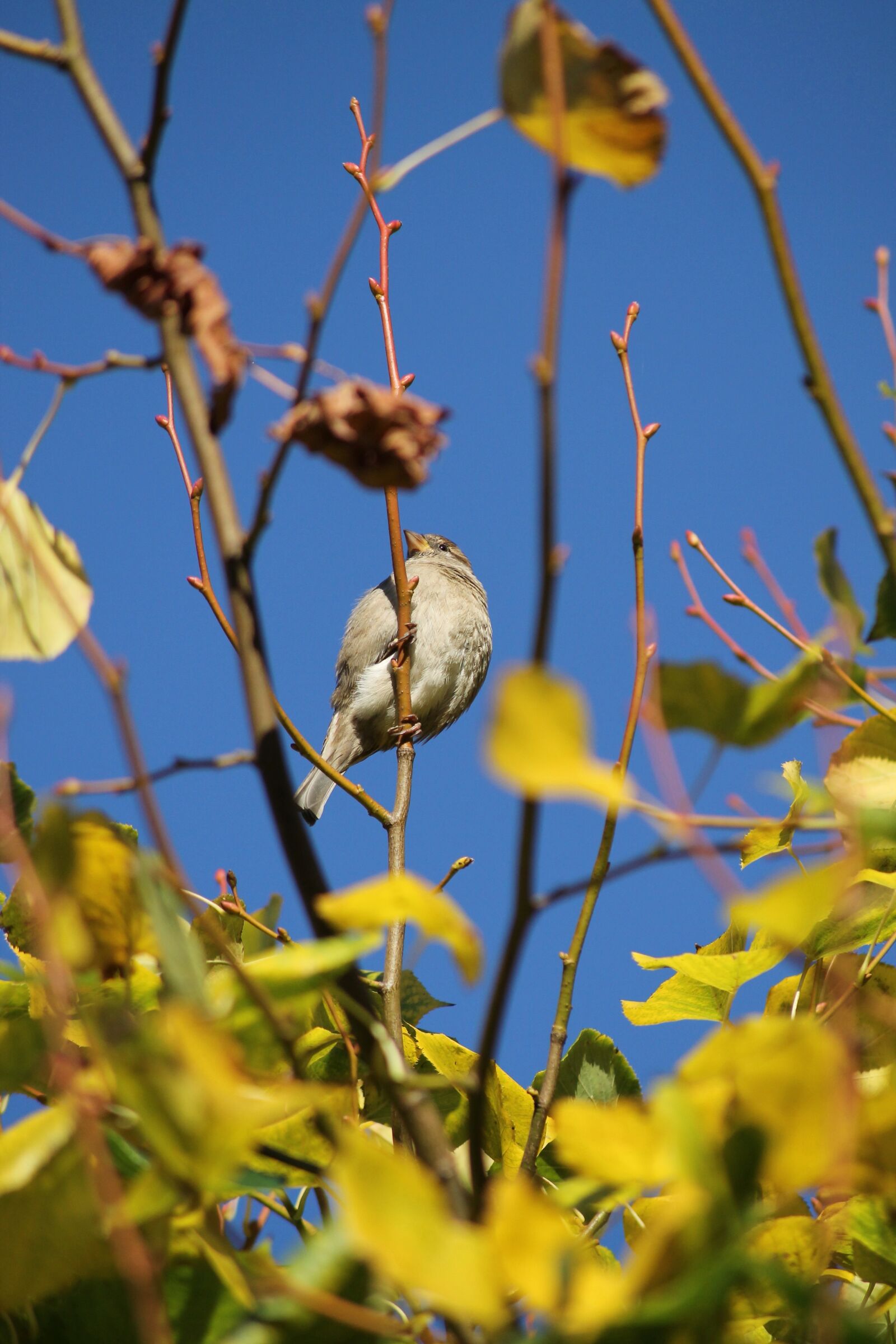 Canon EOS 1100D (EOS Rebel T3 / EOS Kiss X50) sample photo. Sparrow, bird, sperling photography