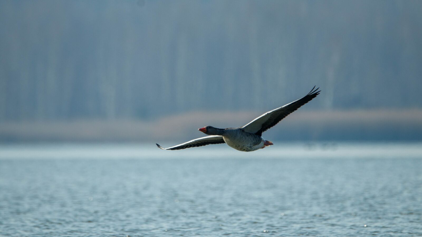 150-600mm F5-6.3 DG OS HSM | Contemporary 015 sample photo. Wild goose, lake, water photography