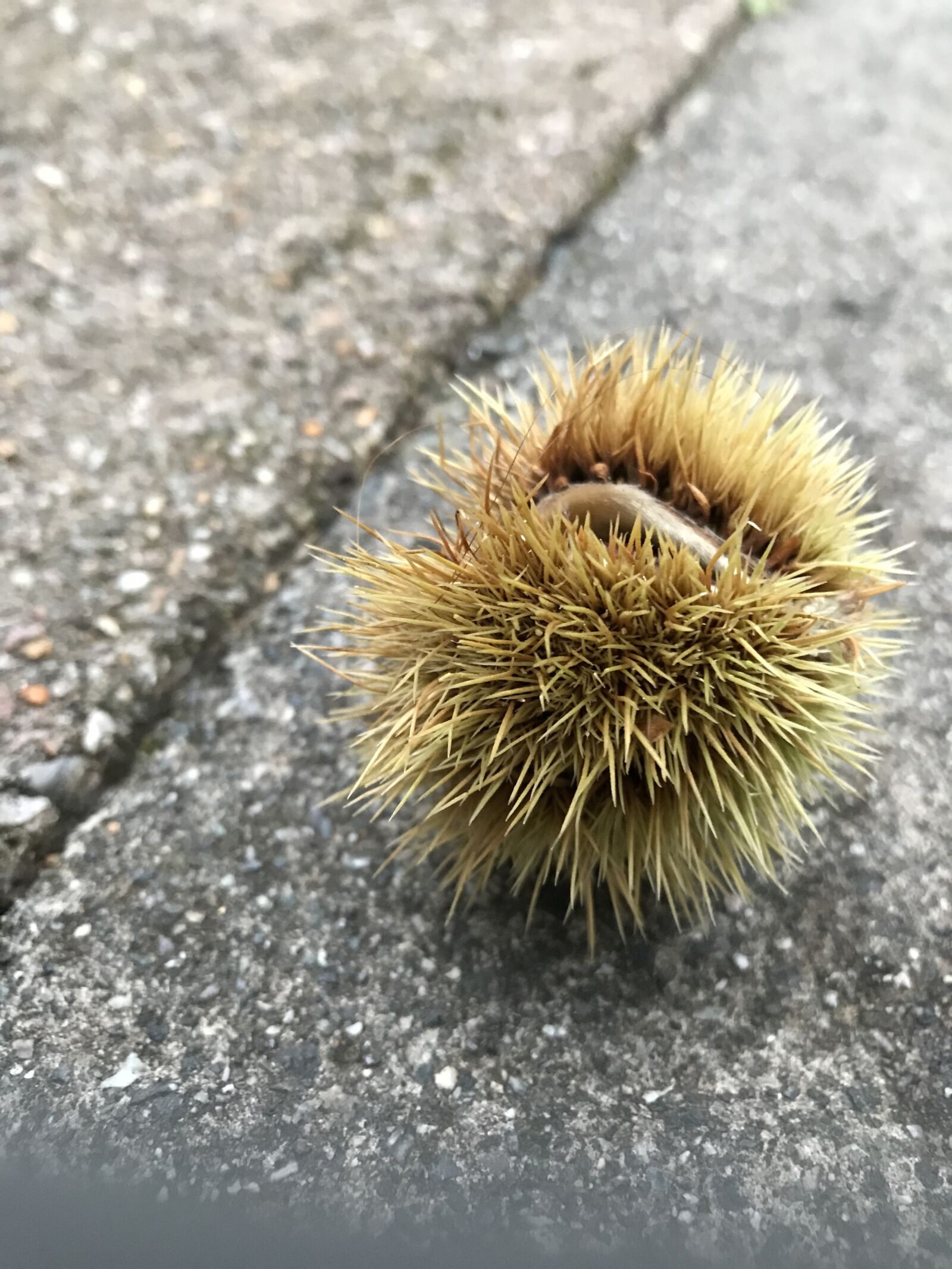 iPhone 7 back camera 3.99mm f/1.8 sample photo. Chestnut, conker, garden, gardening photography