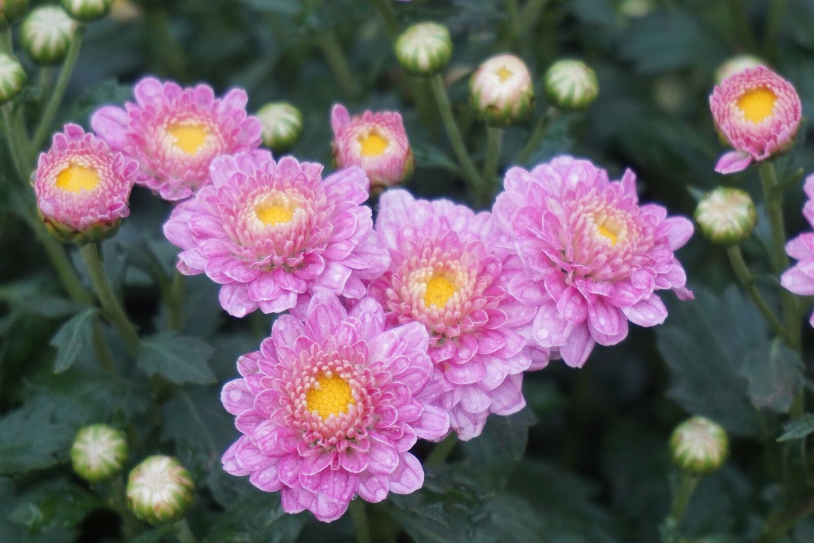 Sony a5100 sample photo. Bud, chrysanthemum, daisy photography