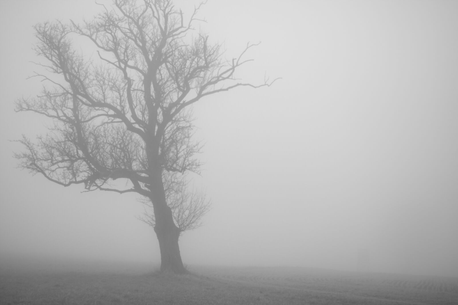 Canon EOS 50D sample photo. Fog, tree, lonely photography