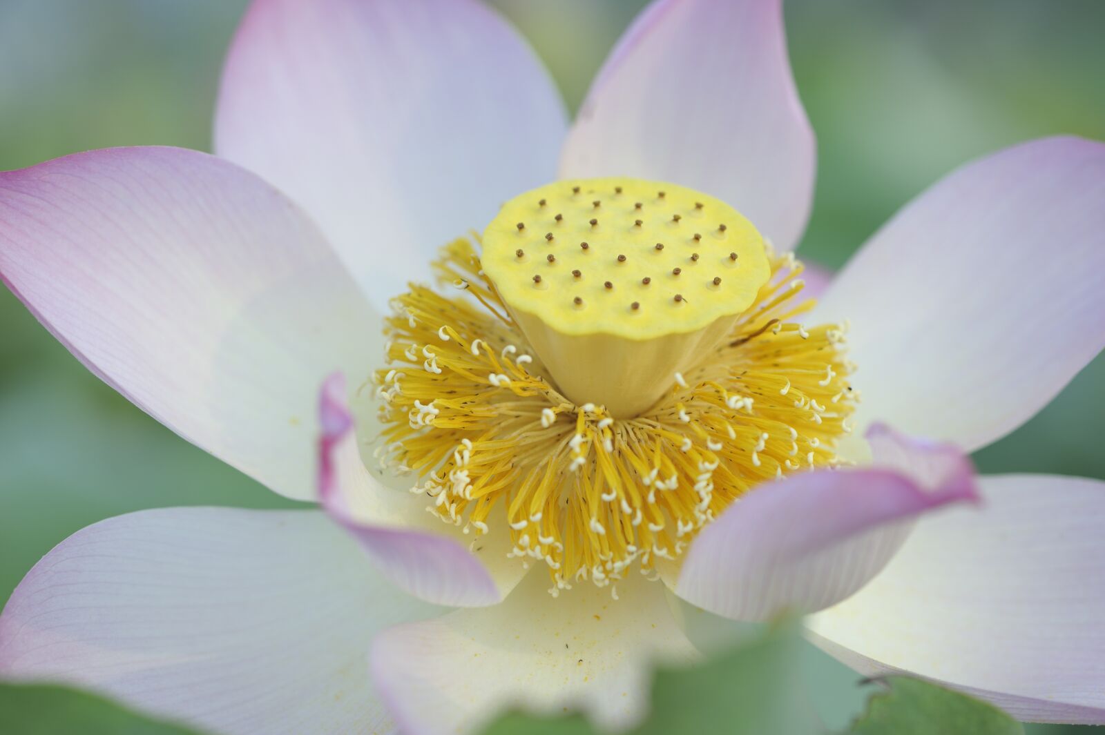 Nikon D700 sample photo. Lotus, blossom, flower photography
