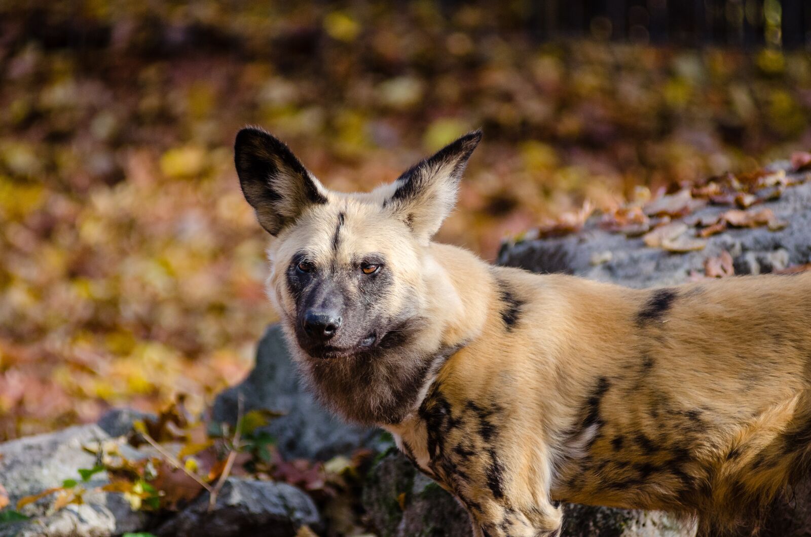 Nikon D7000 sample photo. African hunting dog, african photography