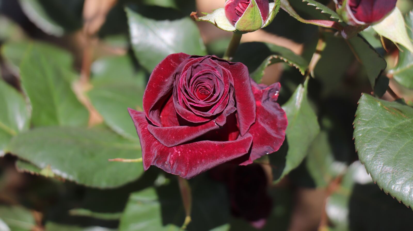 Canon EF-S 18-135mm F3.5-5.6 IS USM sample photo. Rose, flowers, beautiful photography