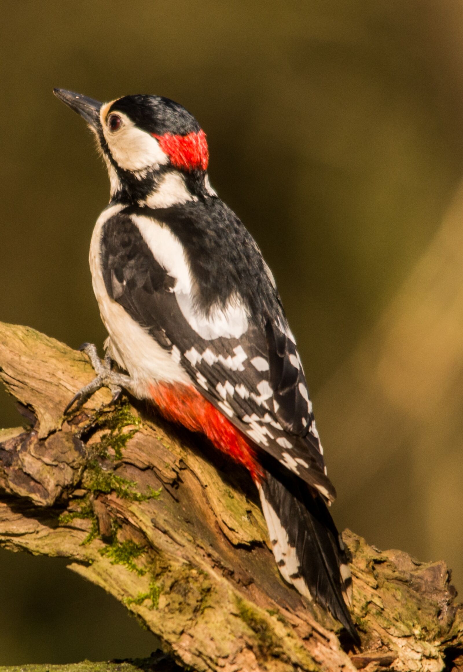 Nikon D610 sample photo. Great spotted woodpecker, woodpecker photography