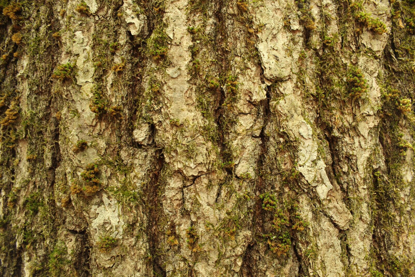 Canon EOS 1300D (EOS Rebel T6 / EOS Kiss X80) sample photo. Tree, bark, nature photography