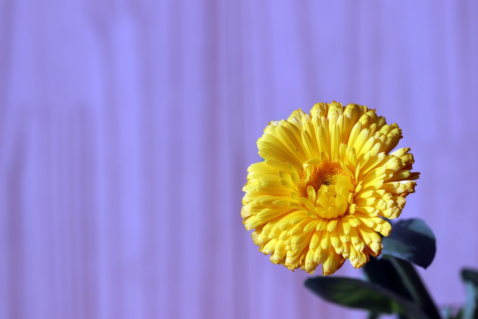 Canon EOS 800D (EOS Rebel T7i / EOS Kiss X9i) sample photo. Flowers, beauty, nature photography