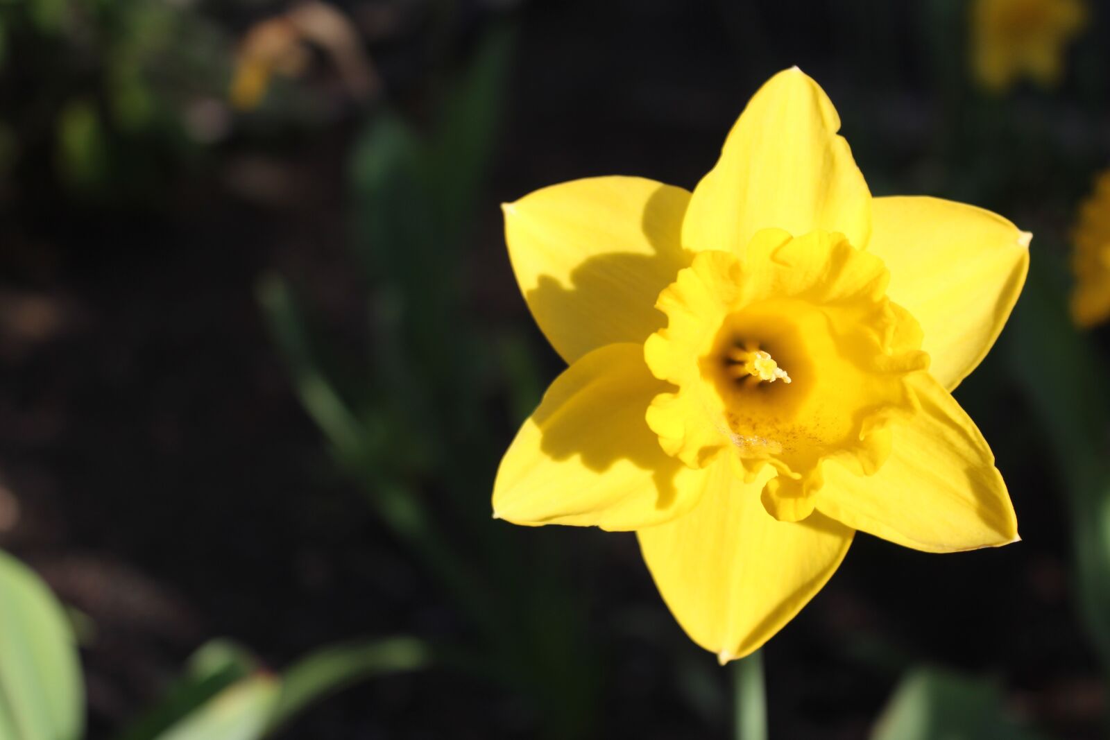 Canon EOS 600D (Rebel EOS T3i / EOS Kiss X5) sample photo. Spring, flower, nature photography