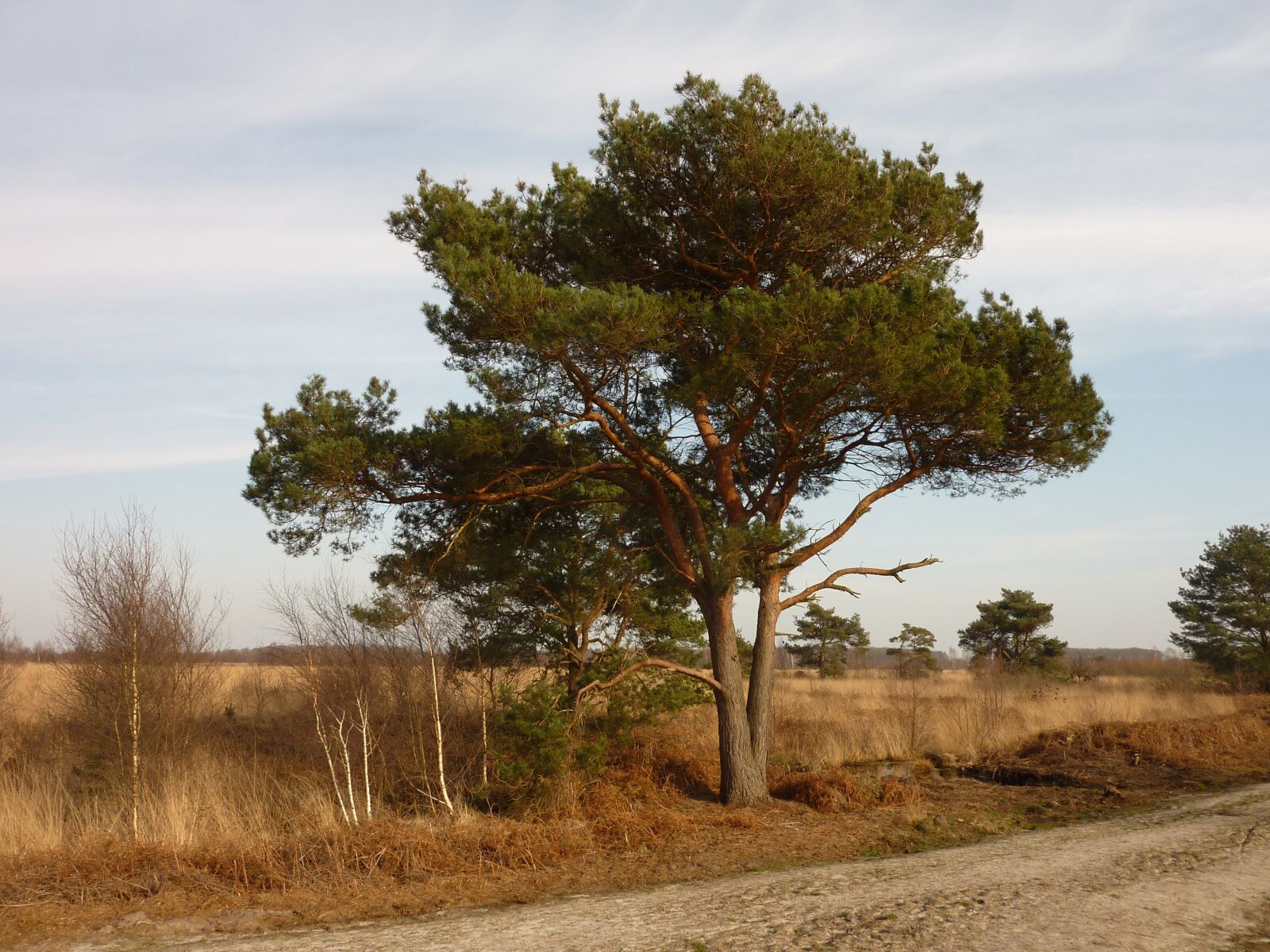 Panasonic DMC-TZ7 sample photo. Nature, tree, air photography
