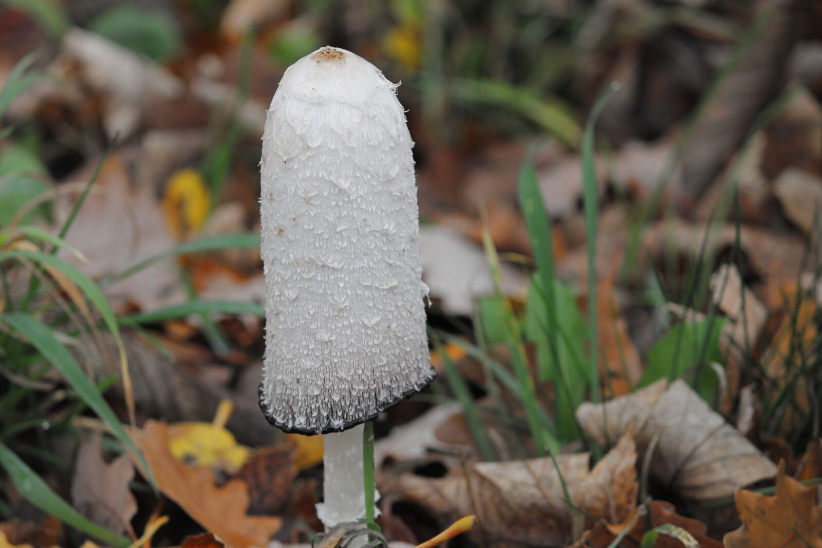 Canon EOS 1100D (EOS Rebel T3 / EOS Kiss X50) sample photo. Schopf comatus, comatus, coprinus photography