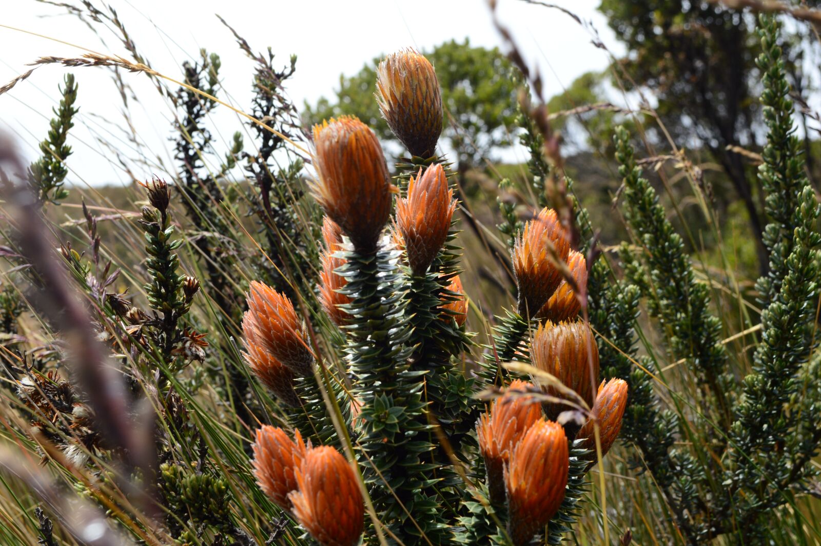 Nikon D3200 sample photo. Chuquiragua, cotopaxi, moor photography