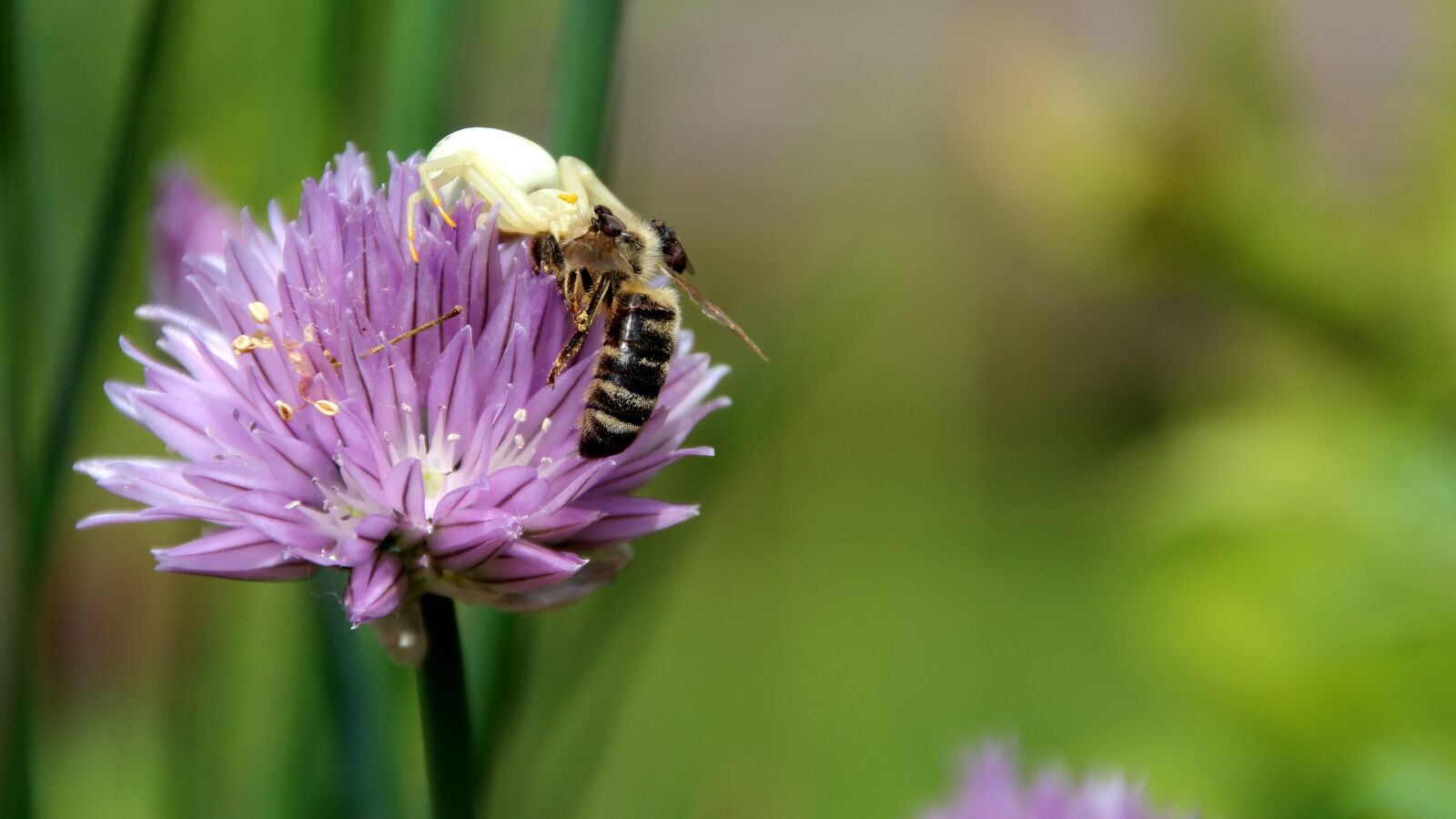 Canon EOS 600D (Rebel EOS T3i / EOS Kiss X5) sample photo. Spider, wasp, death throes photography