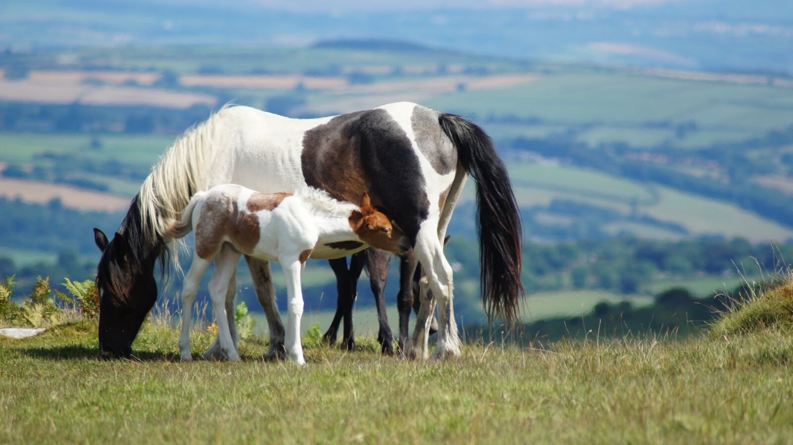Sony SLT-A55 (SLT-A55V) sample photo. Horses, wild horses, flock photography