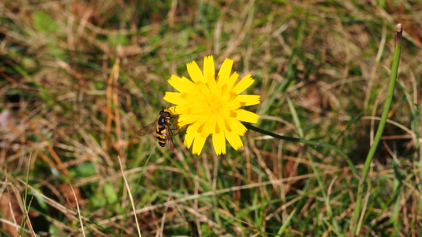 Olympus PEN E-PL6 sample photo. Flower, wasp, nature photography