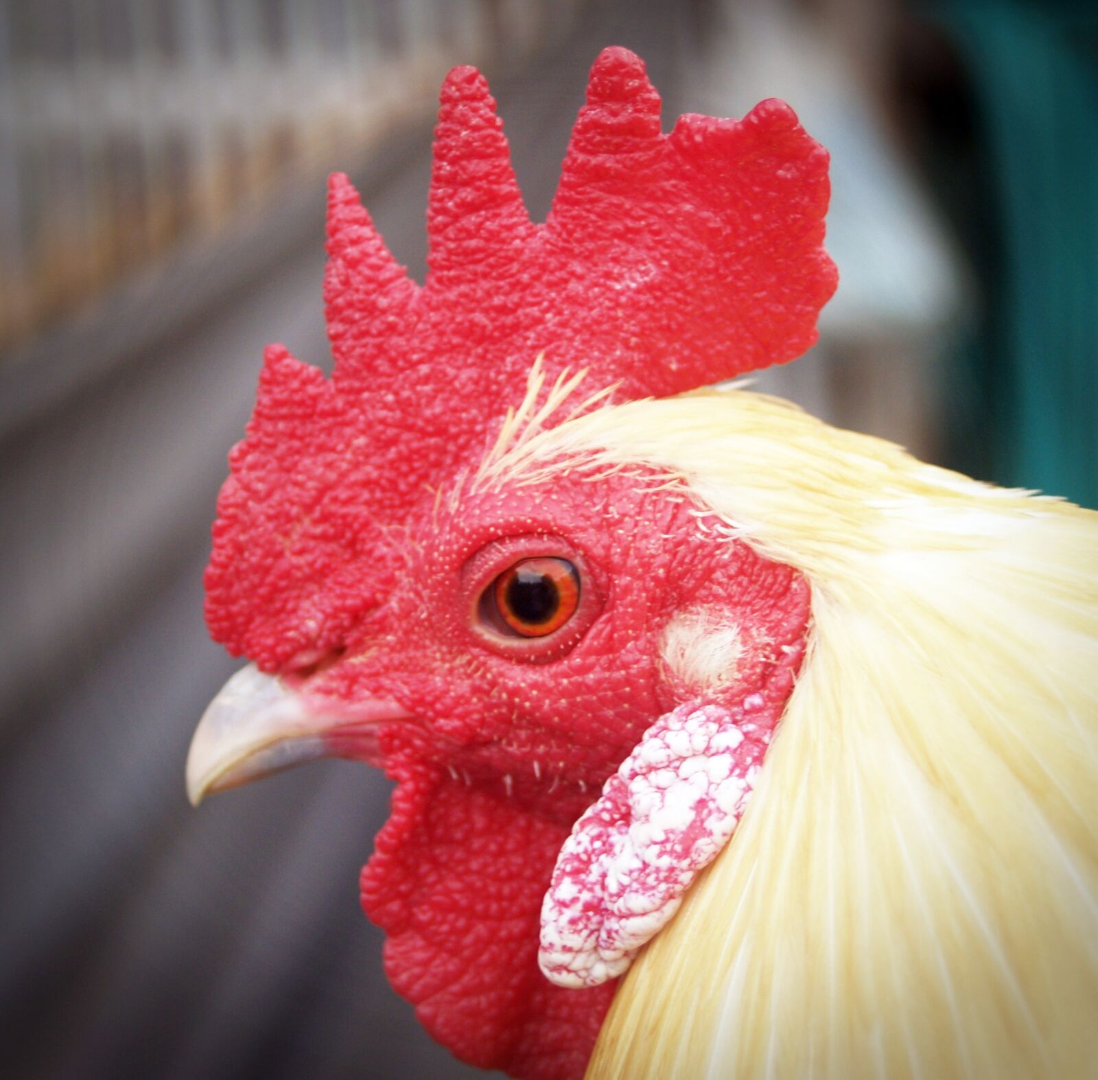 Olympus E-300 (EVOLT E-300) sample photo. Chicken, hen, white photography