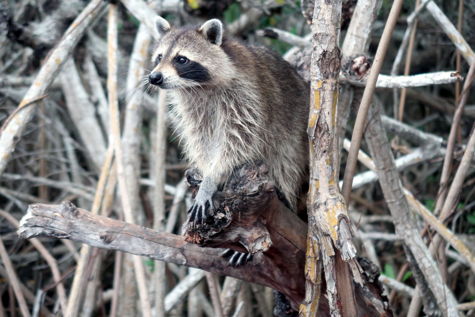 Canon PowerShot G7 X Mark II sample photo. Raccoon, show, raccoons photography