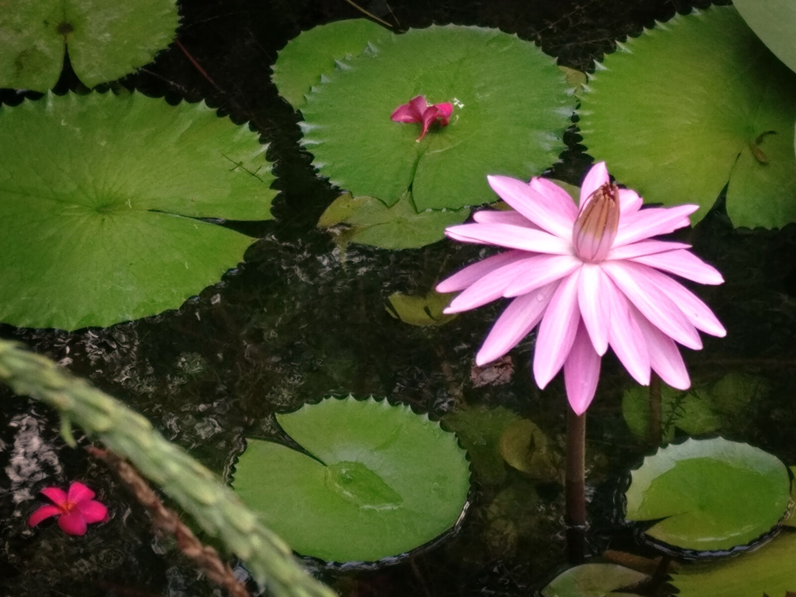 OnePlus A3003 sample photo. Lotus, the, water, lily photography