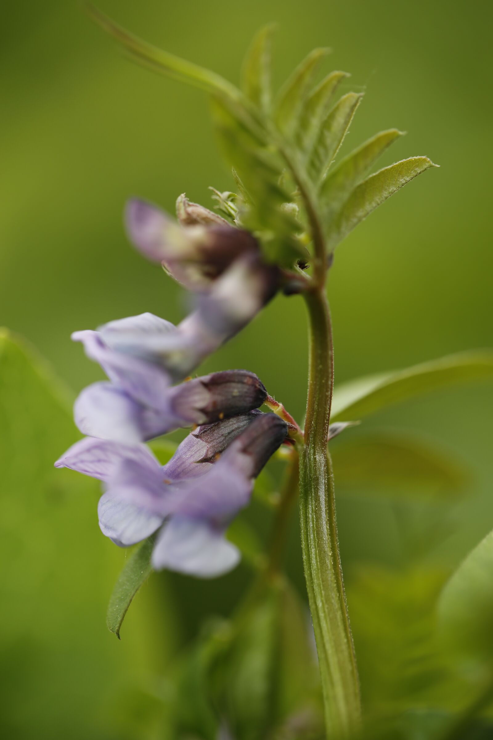 Canon EF 100mm F2.8L Macro IS USM sample photo. Flower, meadow, spring photography