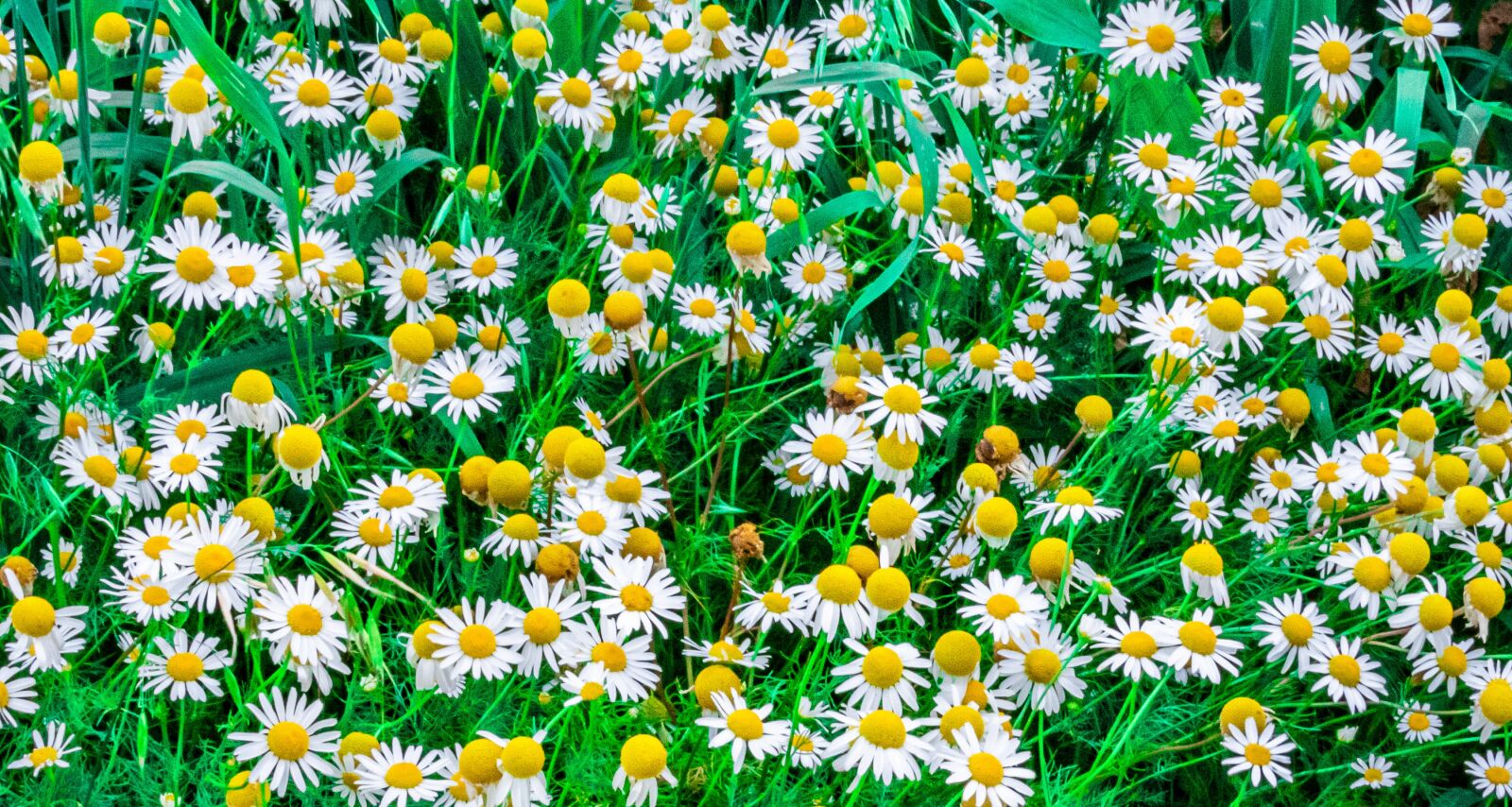 Nikon Coolpix P1000 sample photo. Flower, green, flowers photography