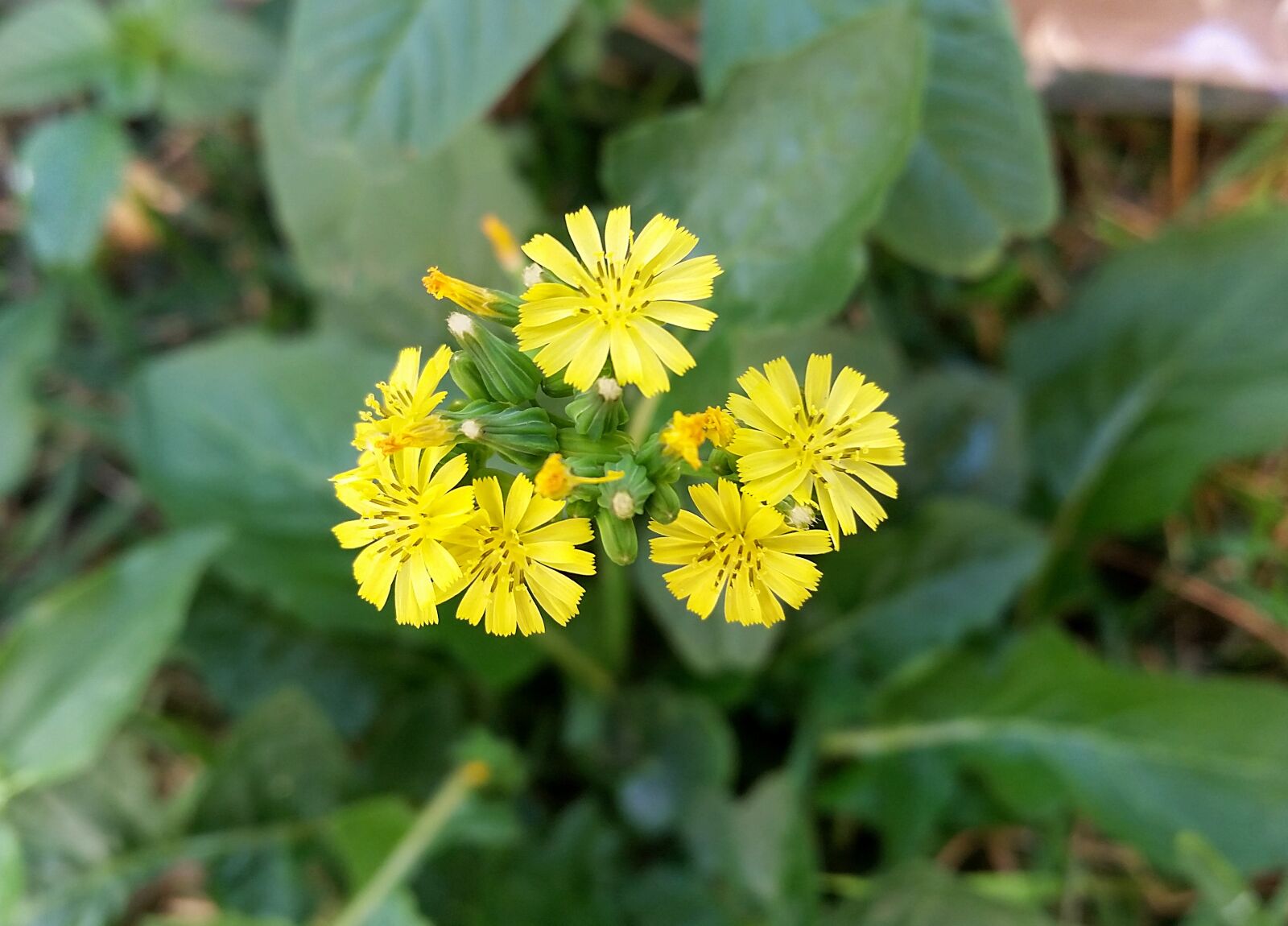 Samsung Galaxy S5 sample photo. Beard hawk, small flowers photography