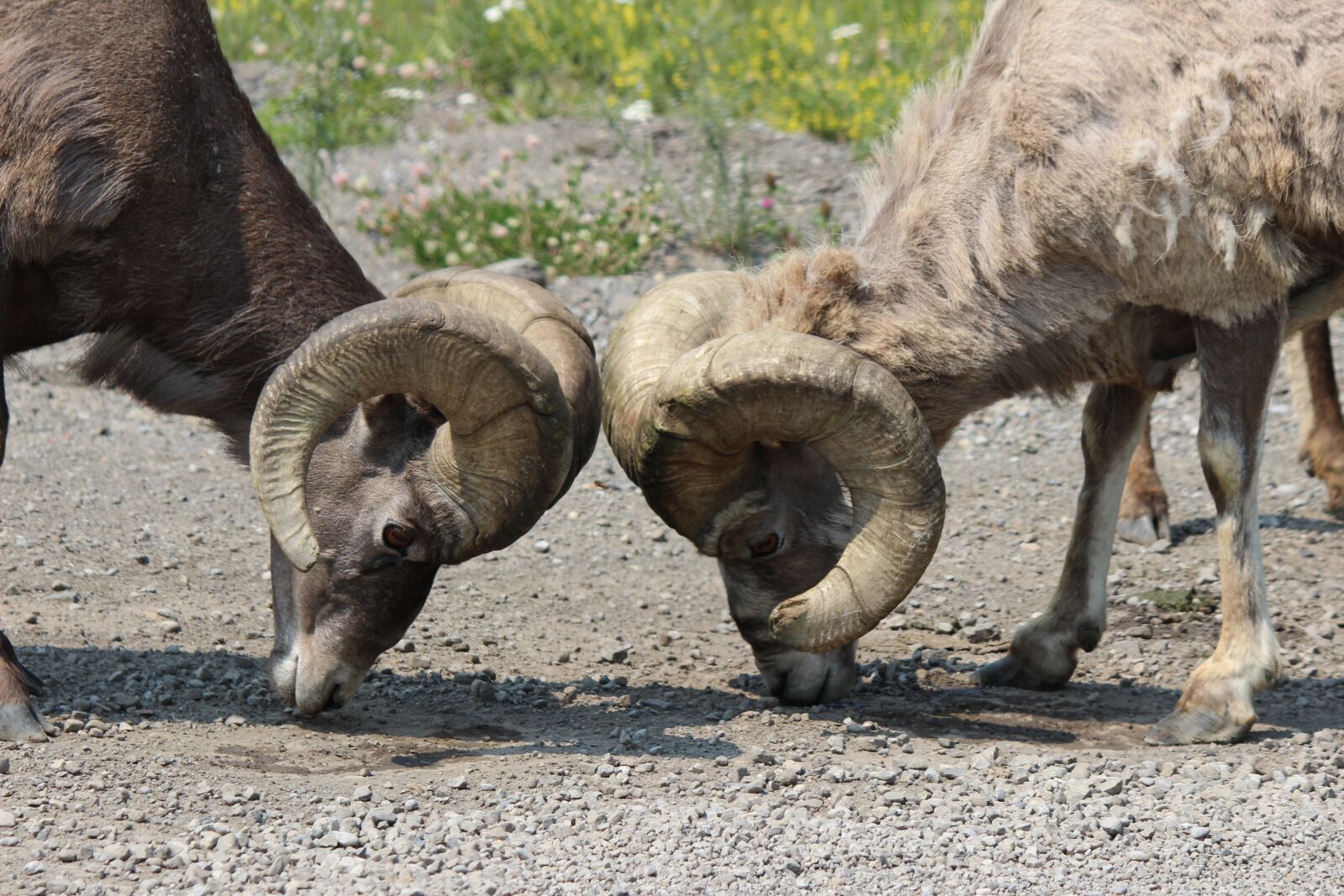 Canon EOS 600D (Rebel EOS T3i / EOS Kiss X5) sample photo. Big, horn, ram photography
