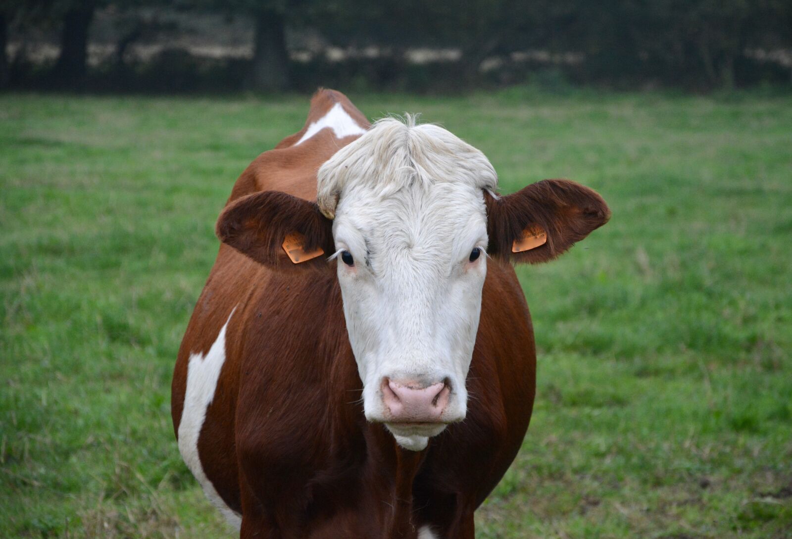 Nikon D5200 sample photo. Cow, young cow, heifer photography
