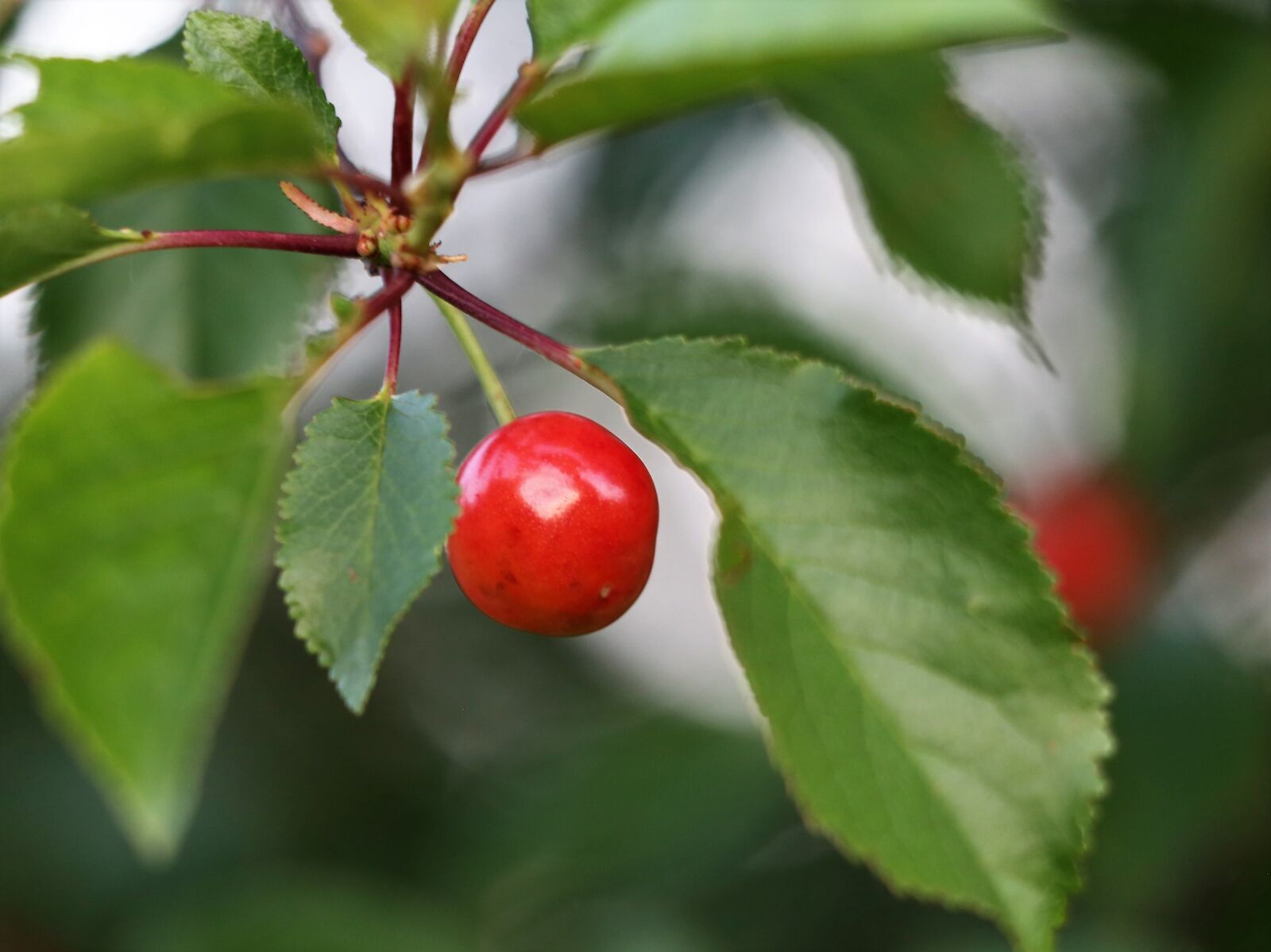 Canon EF 70-300 F4-5.6 IS II USM sample photo. Red cherry, leaves, branch photography