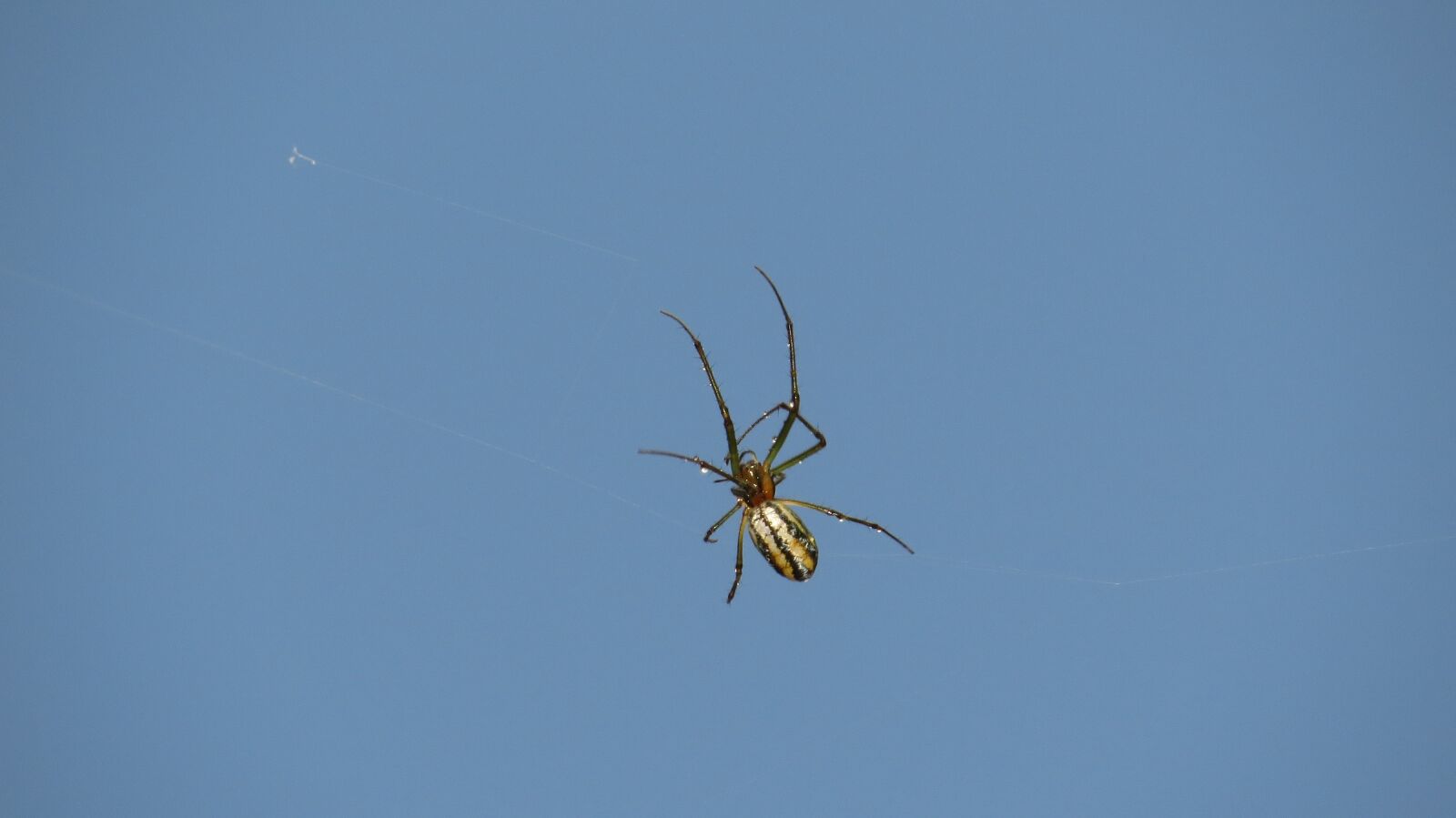 Canon PowerShot SX50 HS sample photo. Insects, nature, area photography