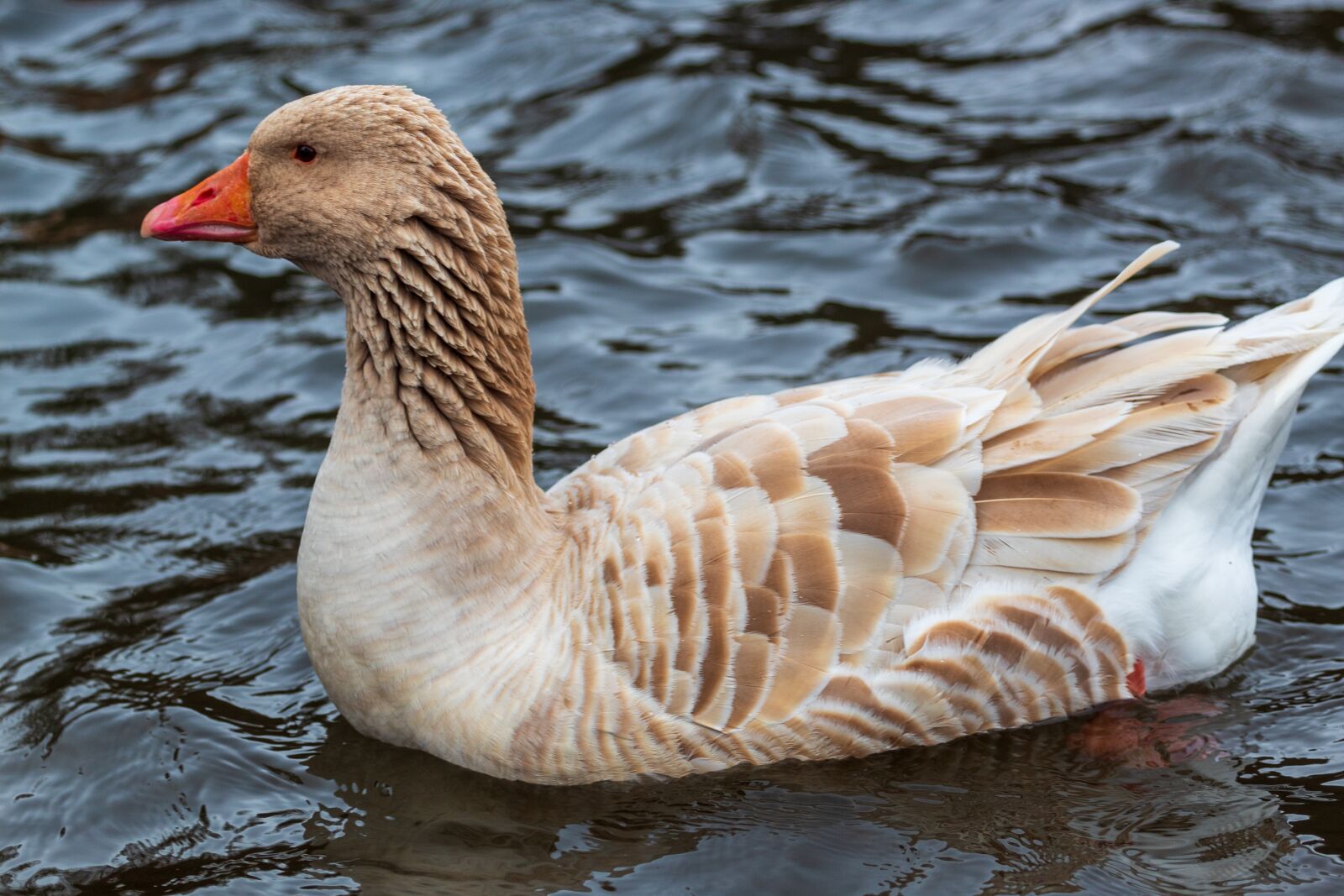 Canon EF 70-200mm F4L USM sample photo. Goose, bird, water photography