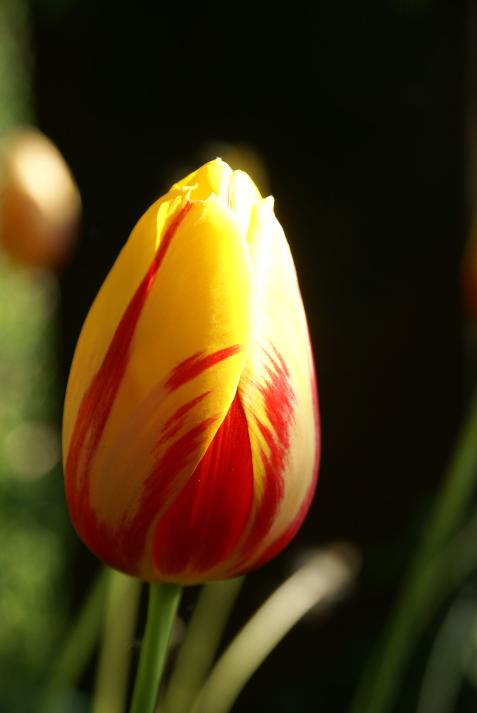 Sony Alpha DSLR-A100 sample photo. Tulip, nature, flower photography