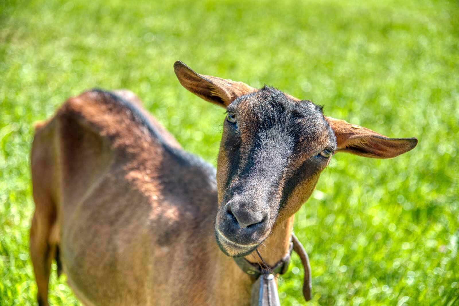 Nikon D750 sample photo. Goat, geiss, mammal photography