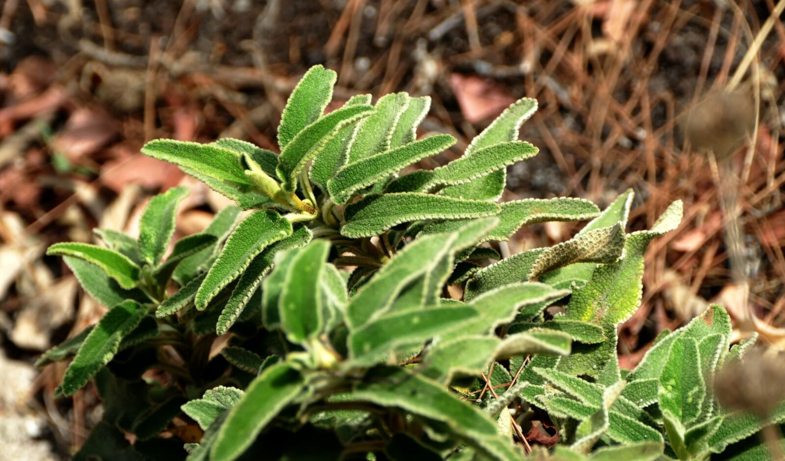 Panasonic Lumix DMC-FZ1000 sample photo. Sage, herbs, wild herbs photography