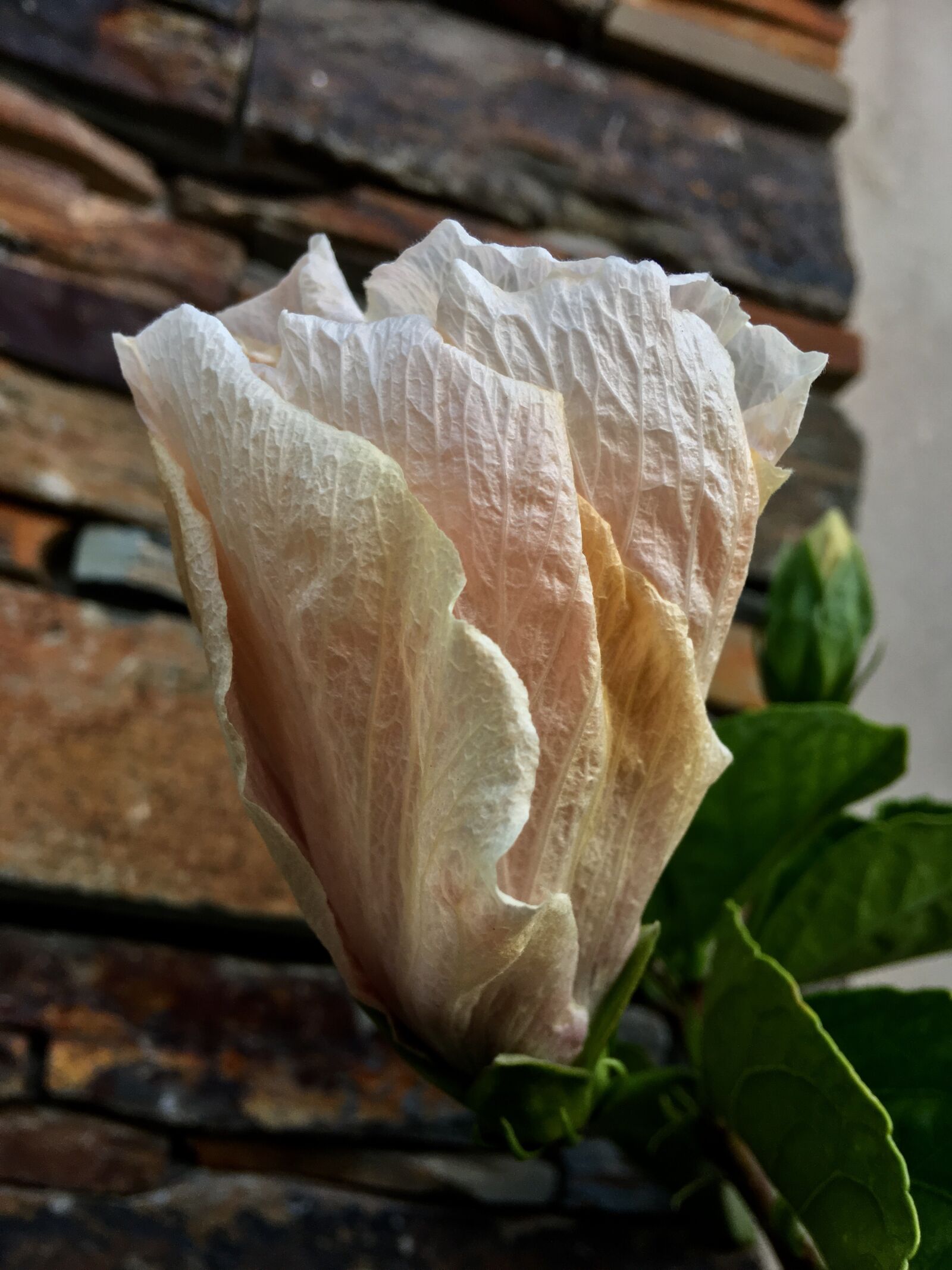 Apple iPhone 6s Plus sample photo. Hibiscus, pink petals, flower photography