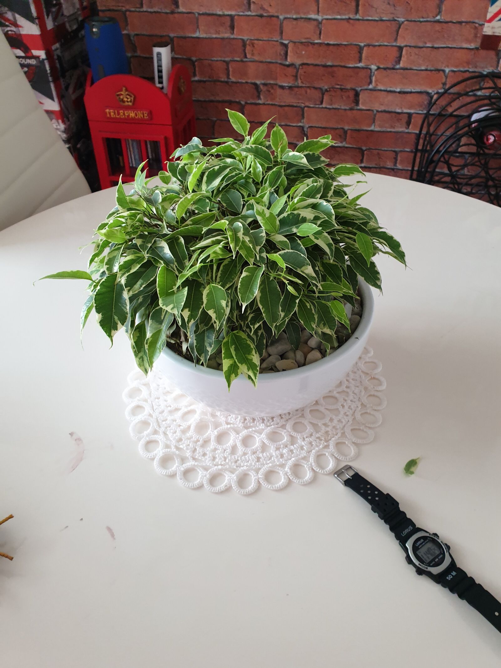 Samsung Galaxy S9+ sample photo. Plant, indoor, leaves photography