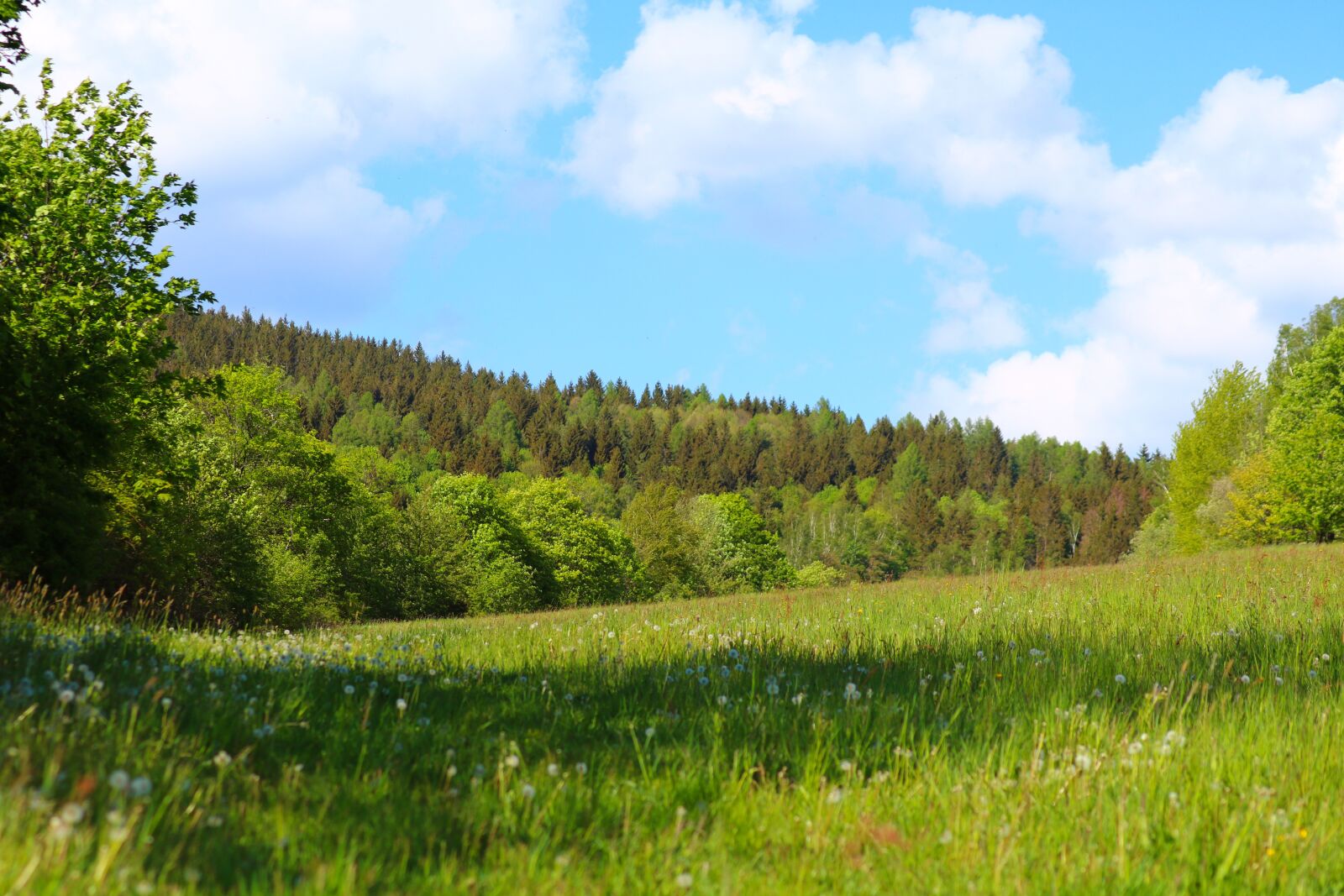 Canon EOS 750D (EOS Rebel T6i / EOS Kiss X8i) sample photo. Nature, forest, meadow photography